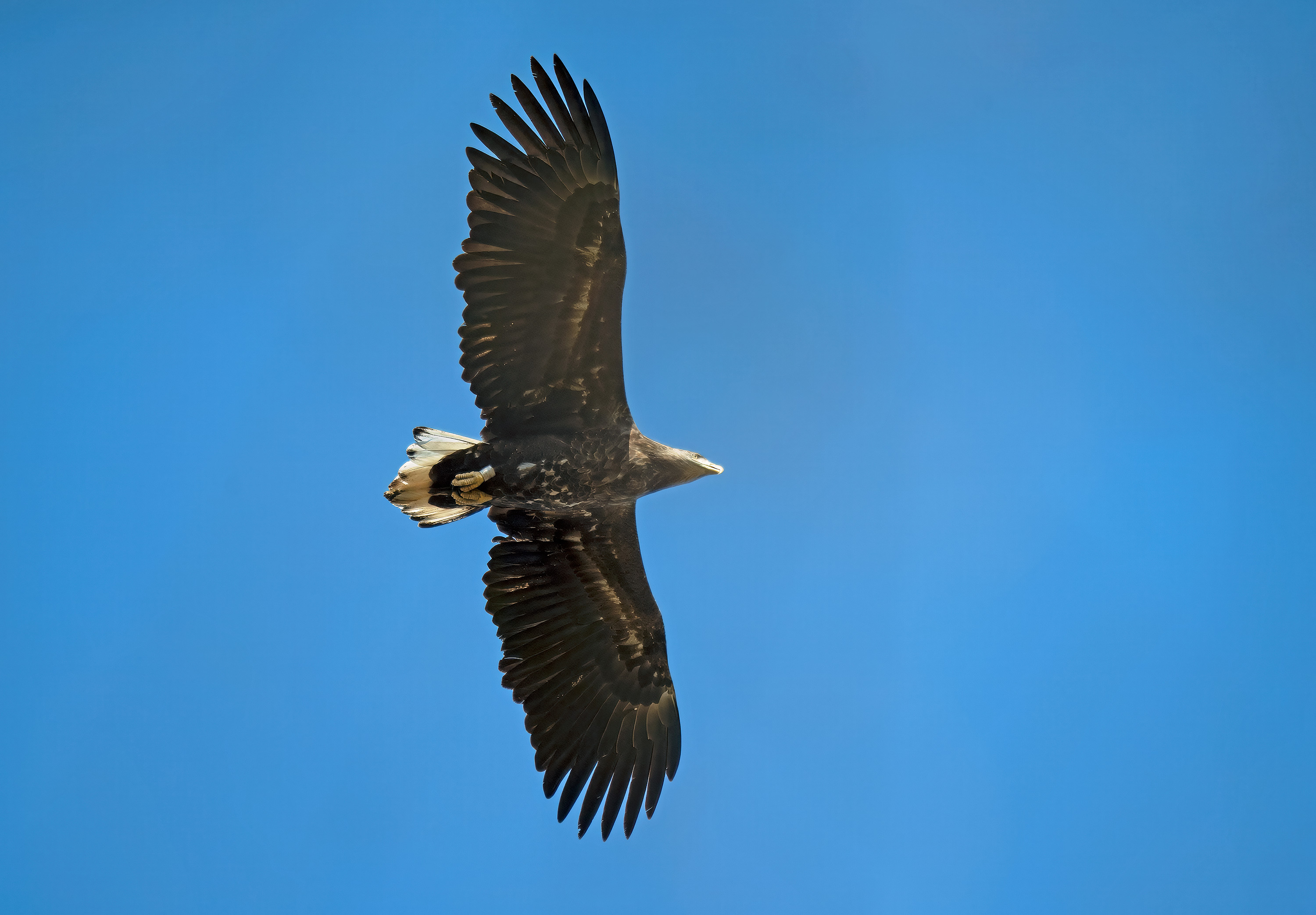 Haliaeetus albicilla. Lönhult, Sweden. Photo: Lars Salomon. CC BY-NC 4.0.