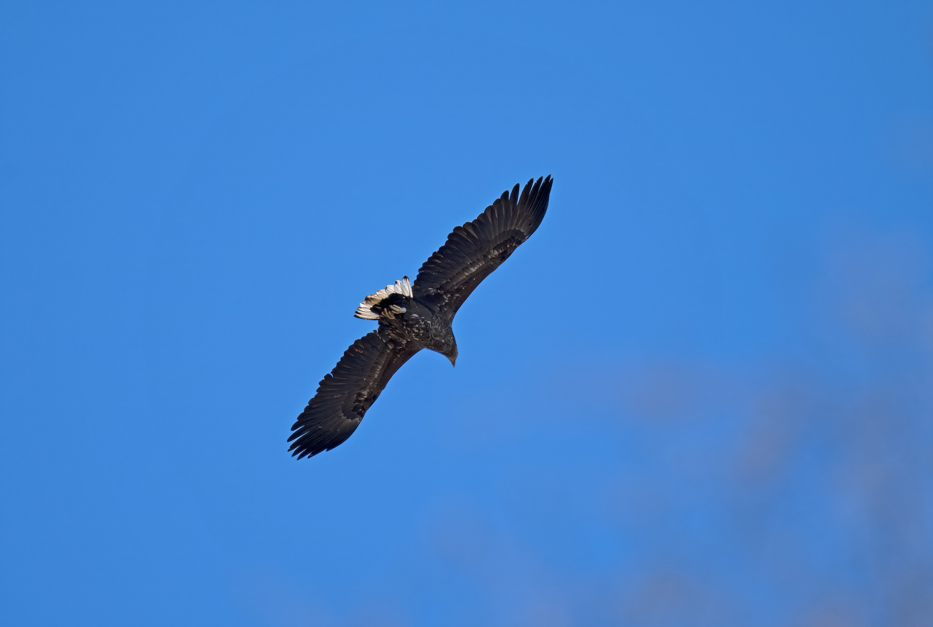 Haliaeetus albicilla. Lönhult, Sweden. Photo: Lars Salomon. CC BY-NC 4.0.