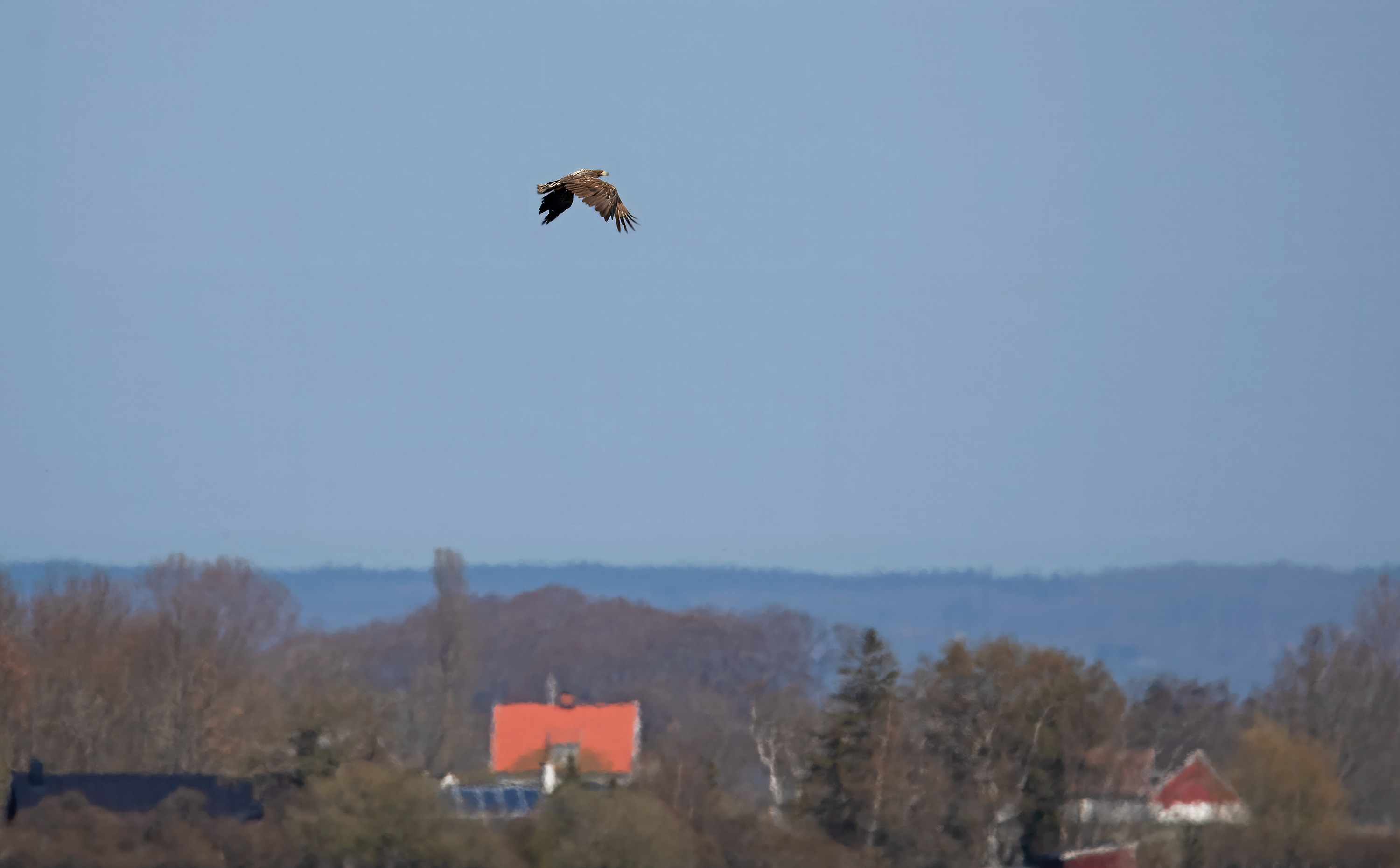 Haliaeetus albicilla. Lönhult, Sweden. Photo: Lars Salomon. CC BY-NC 4.0.