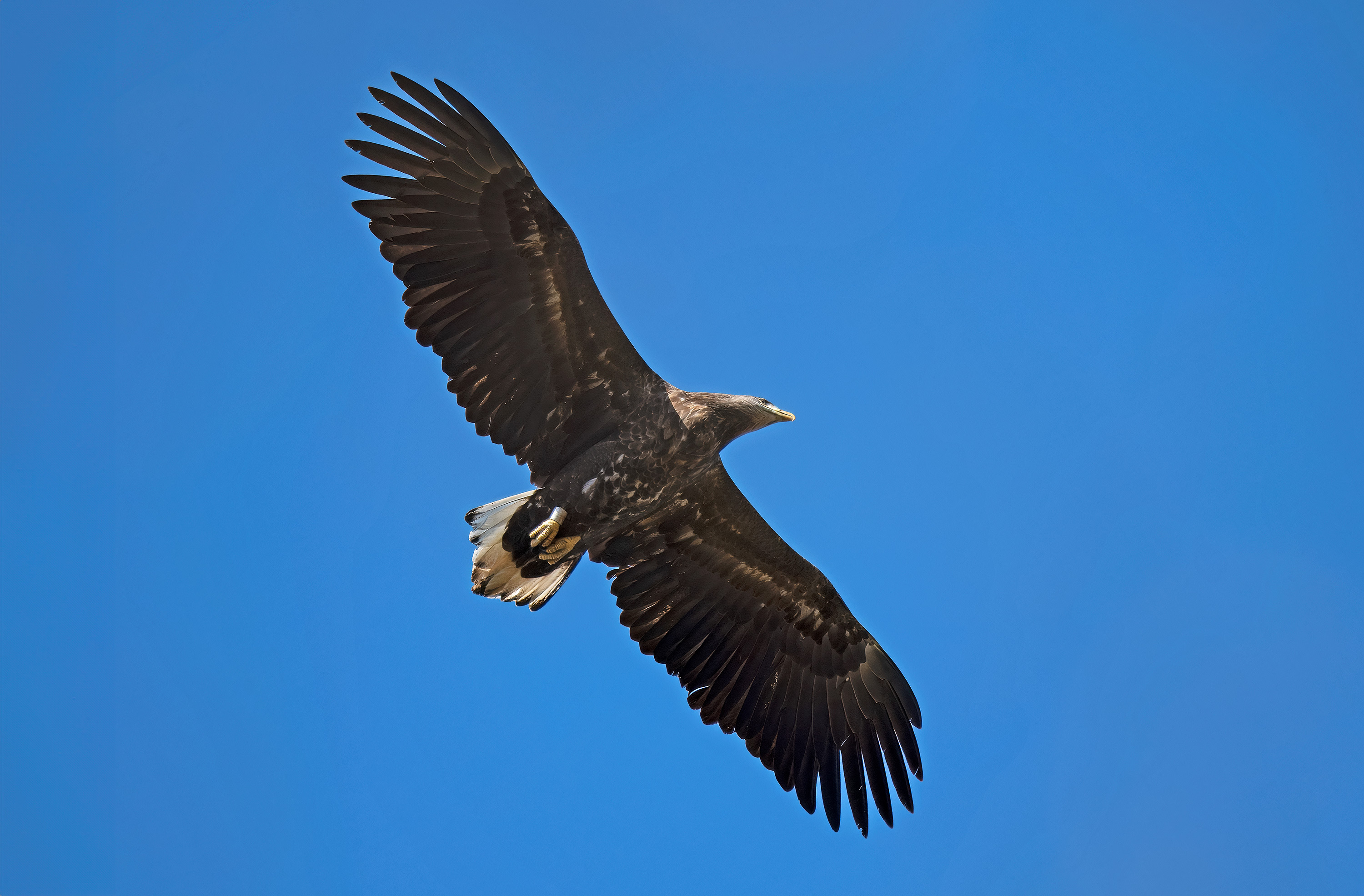 Haliaeetus albicilla. Lönhult, Sweden. Photo: Lars Salomon. CC BY-NC 4.0.