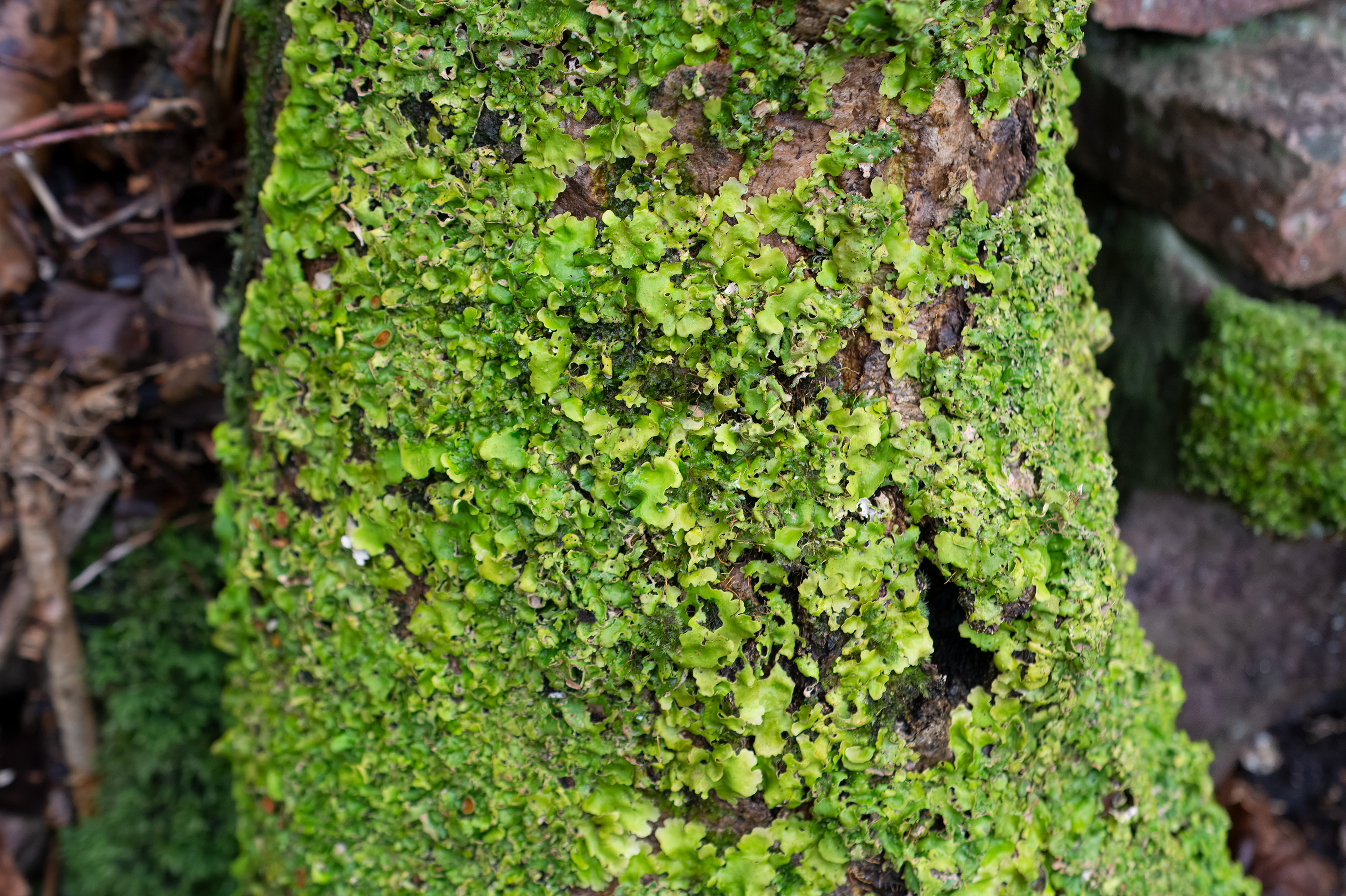 Lobaria virens. Kullaberg, Sweden. Photo: Lars Salomon. CC BY-NC 4.0.