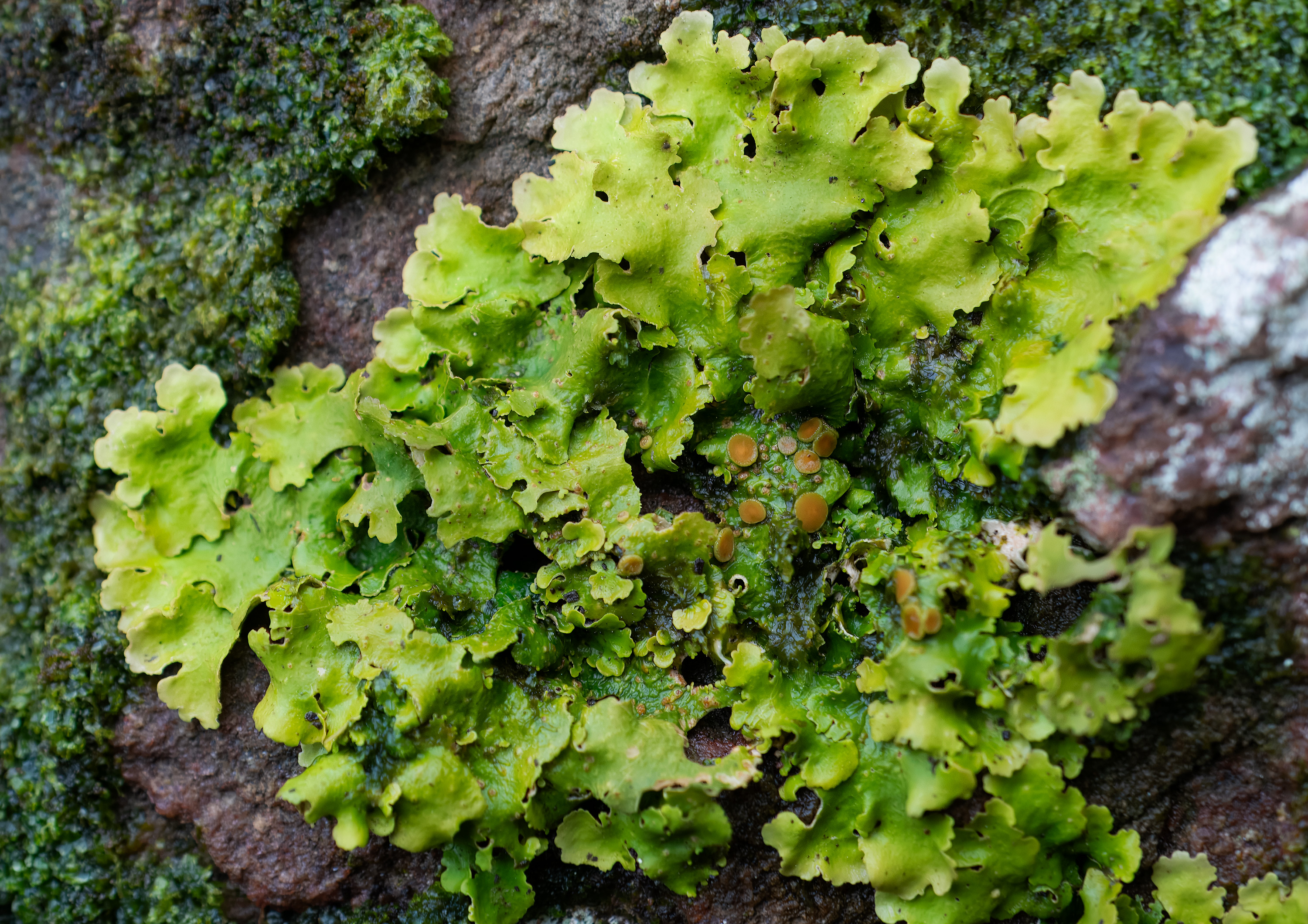 Lobaria virens. Kullaberg, Sweden. Photo: Lars Salomon. CC BY-NC 4.0.