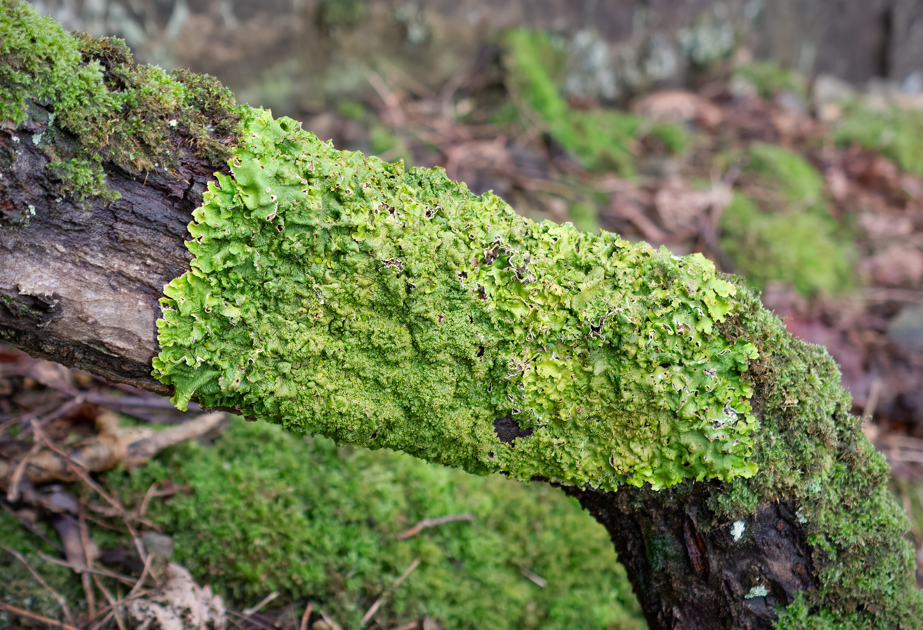 Lobaria virens. Kullaberg, Sweden. Photo: Lars Salomon. CC BY-NC 4.0.