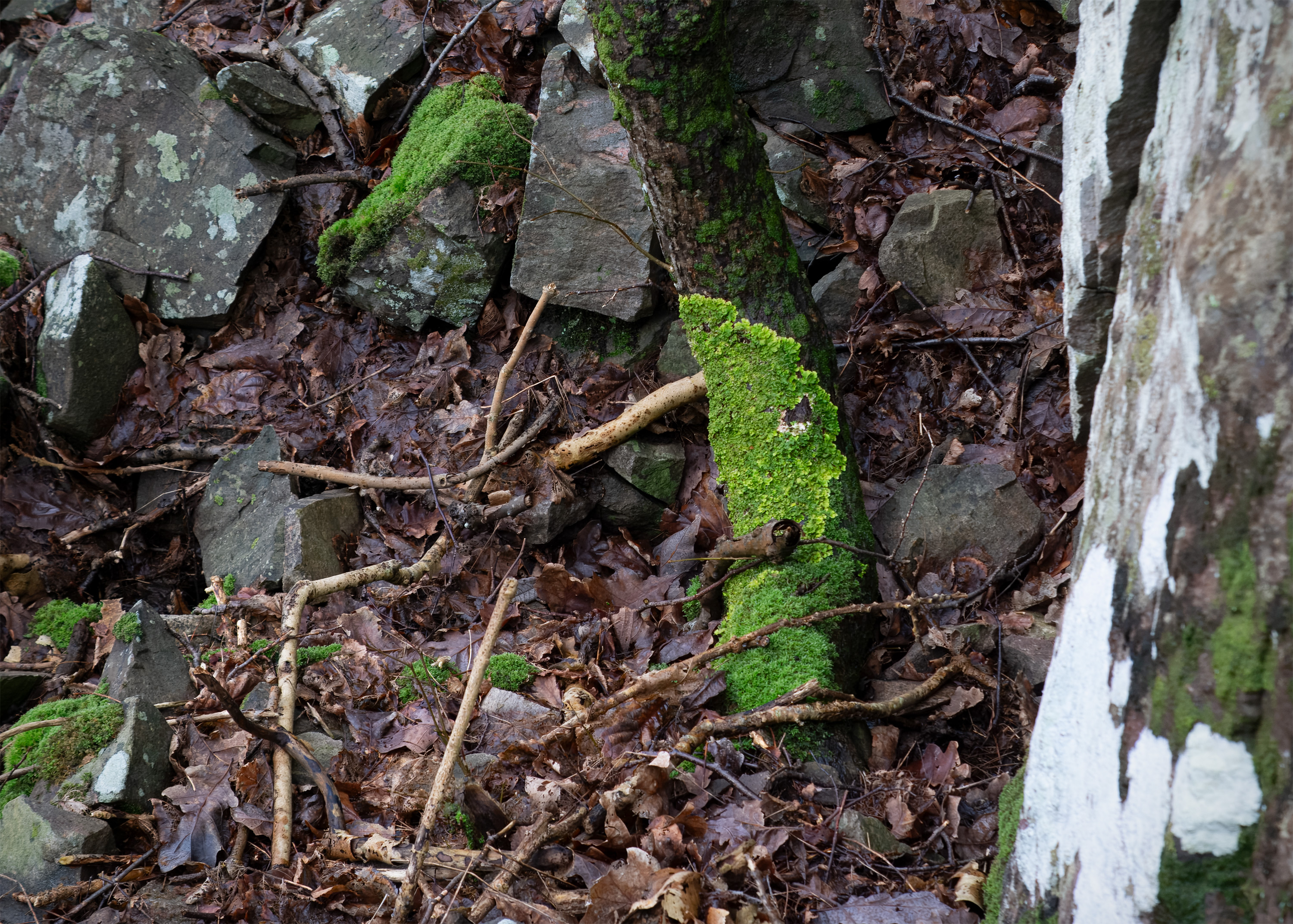 Lobaria virens. Kullaberg, Sweden. Photo: Lars Salomon. CC BY-NC 4.0.