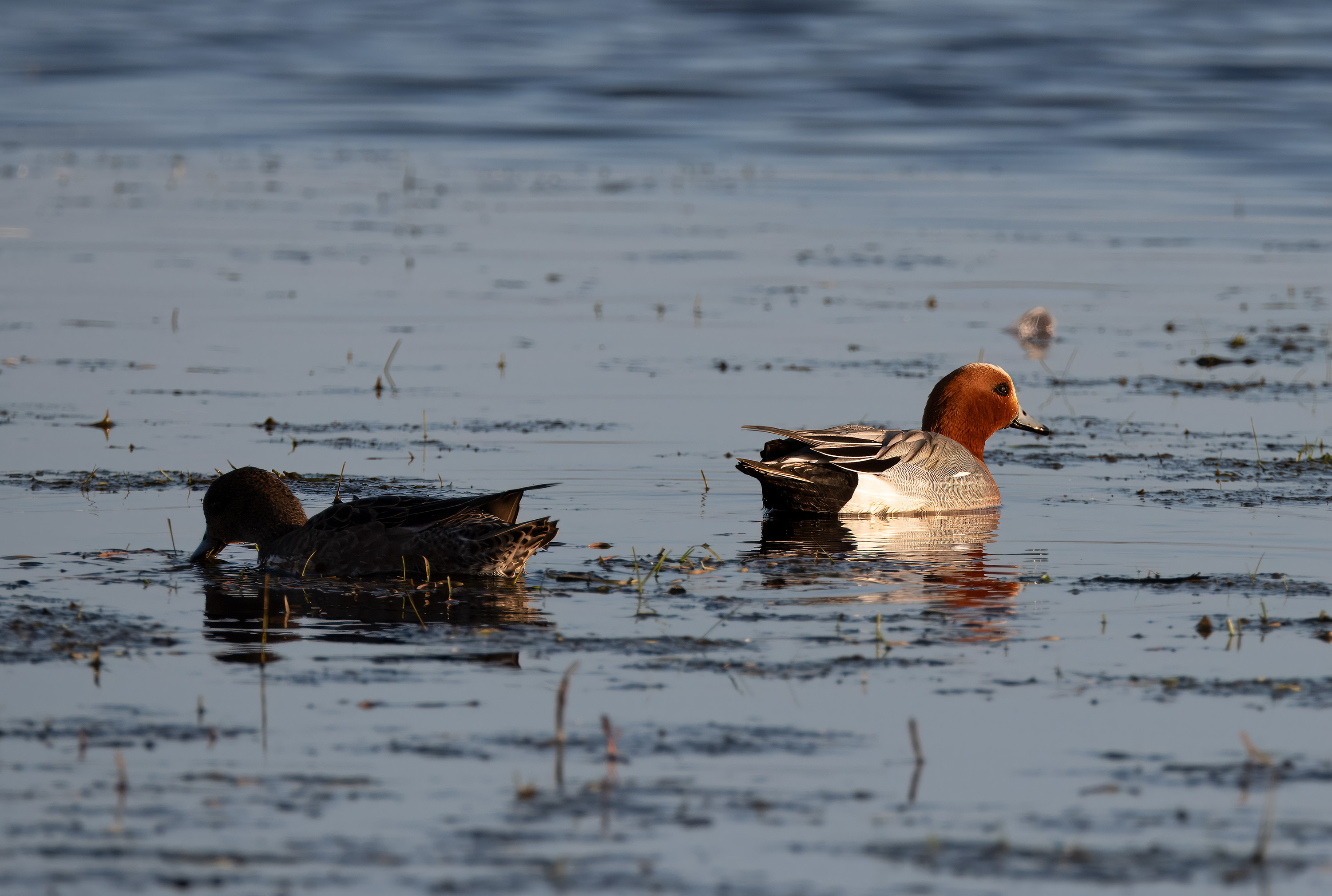 Mareca penelope. Trönninge ängar, Sweden. Photo: Lars Salomon. CC BY-NC 4.0.