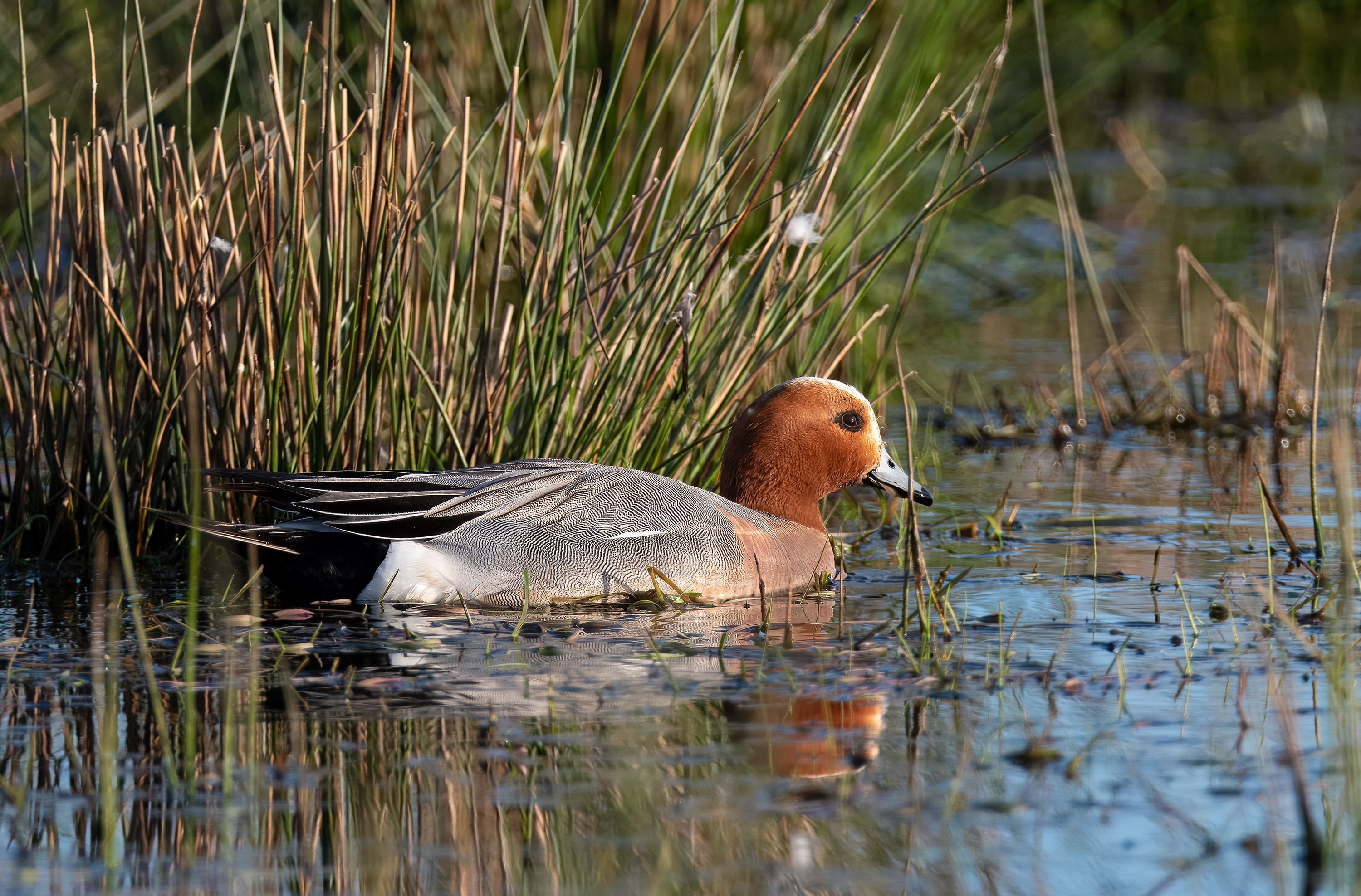 Mareca penelope. Trönninge ängar, Sweden. Photo: Lars Salomon. CC BY-NC 4.0.