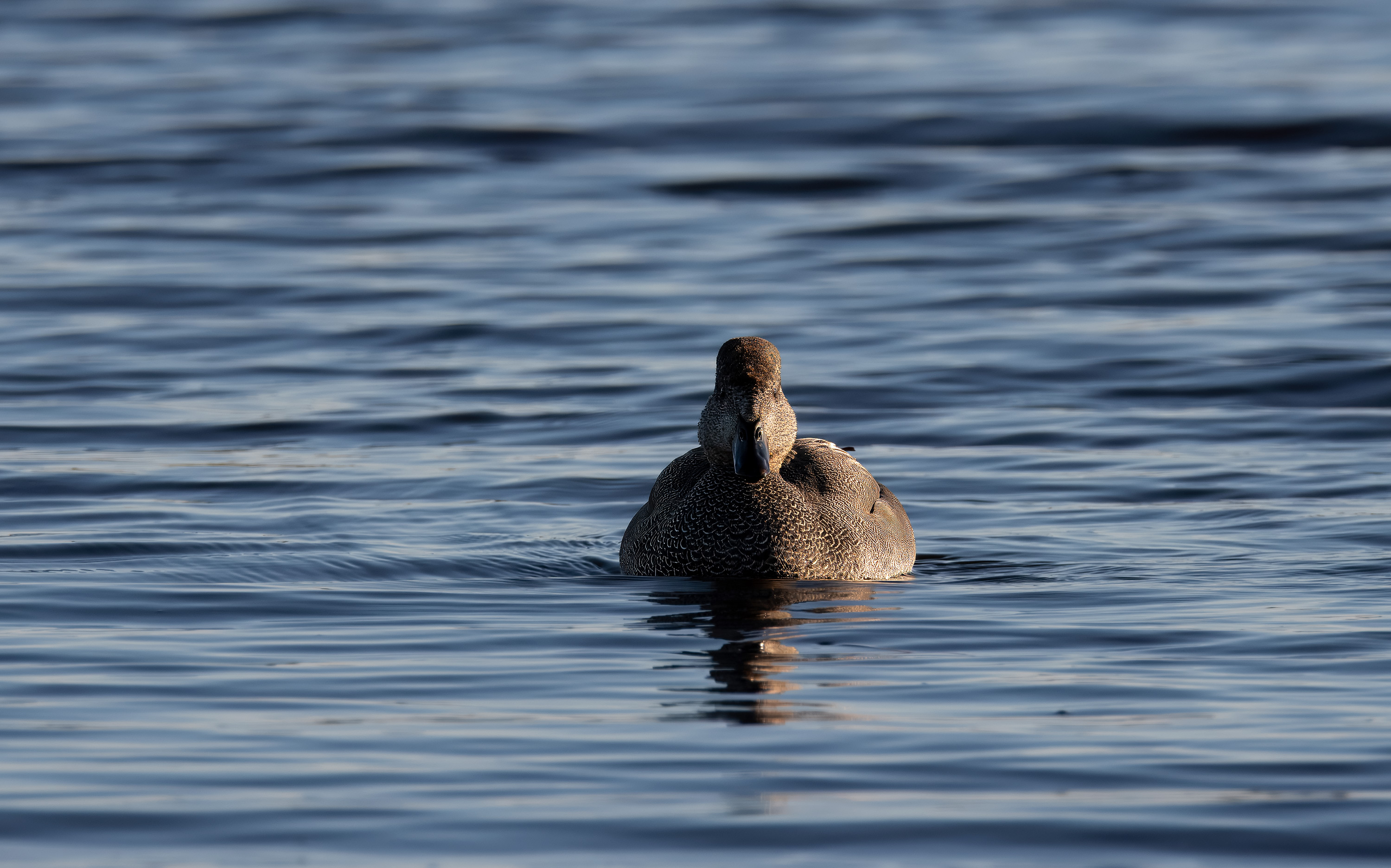 Mareca strepera. Trönninge ängar, Sweden. Photo: Lars Salomon. CC BY-NC 4.0.