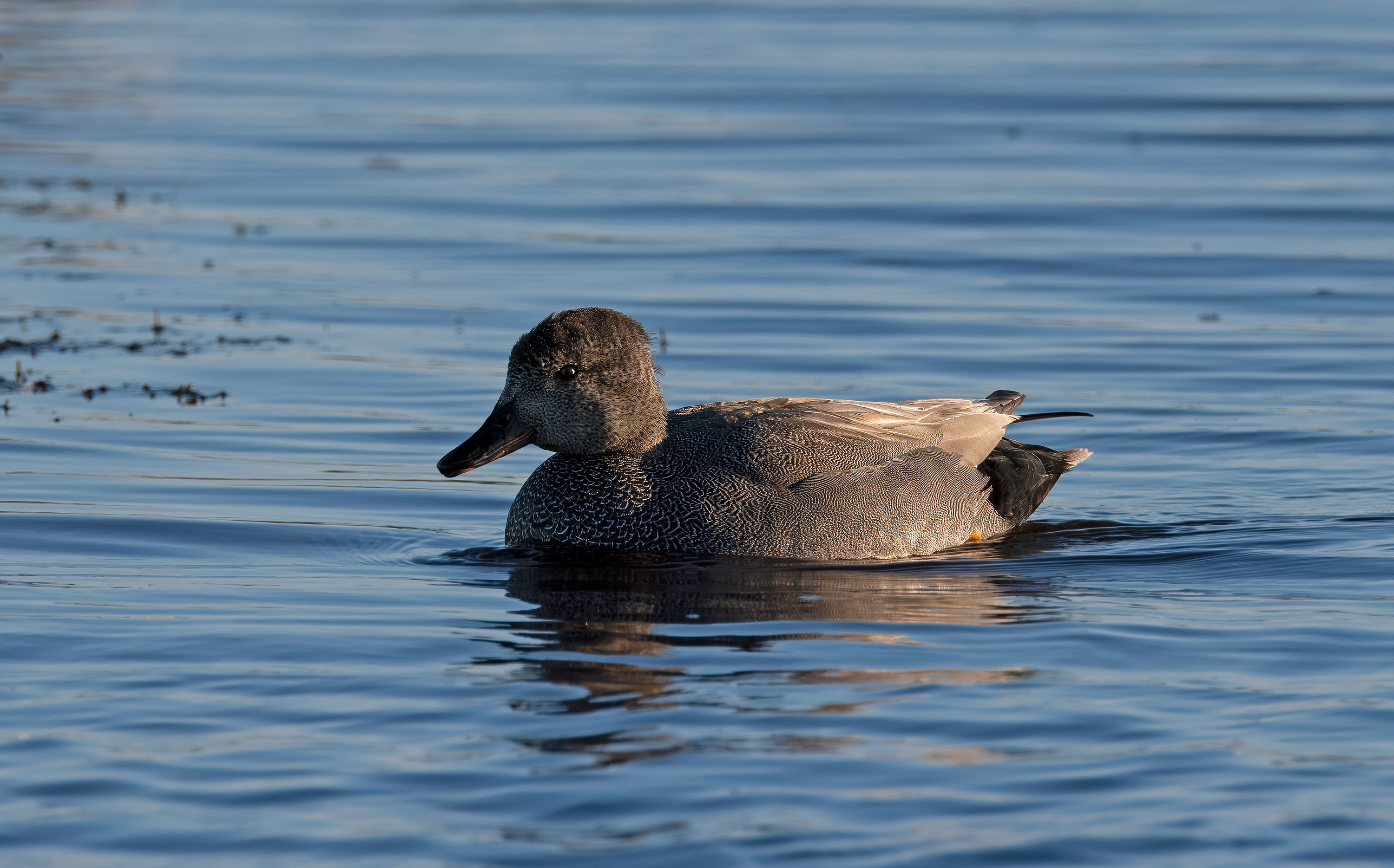 Mareca strepera. Trönninge ängar, Sweden. Photo: Lars Salomon. CC BY-NC 4.0.