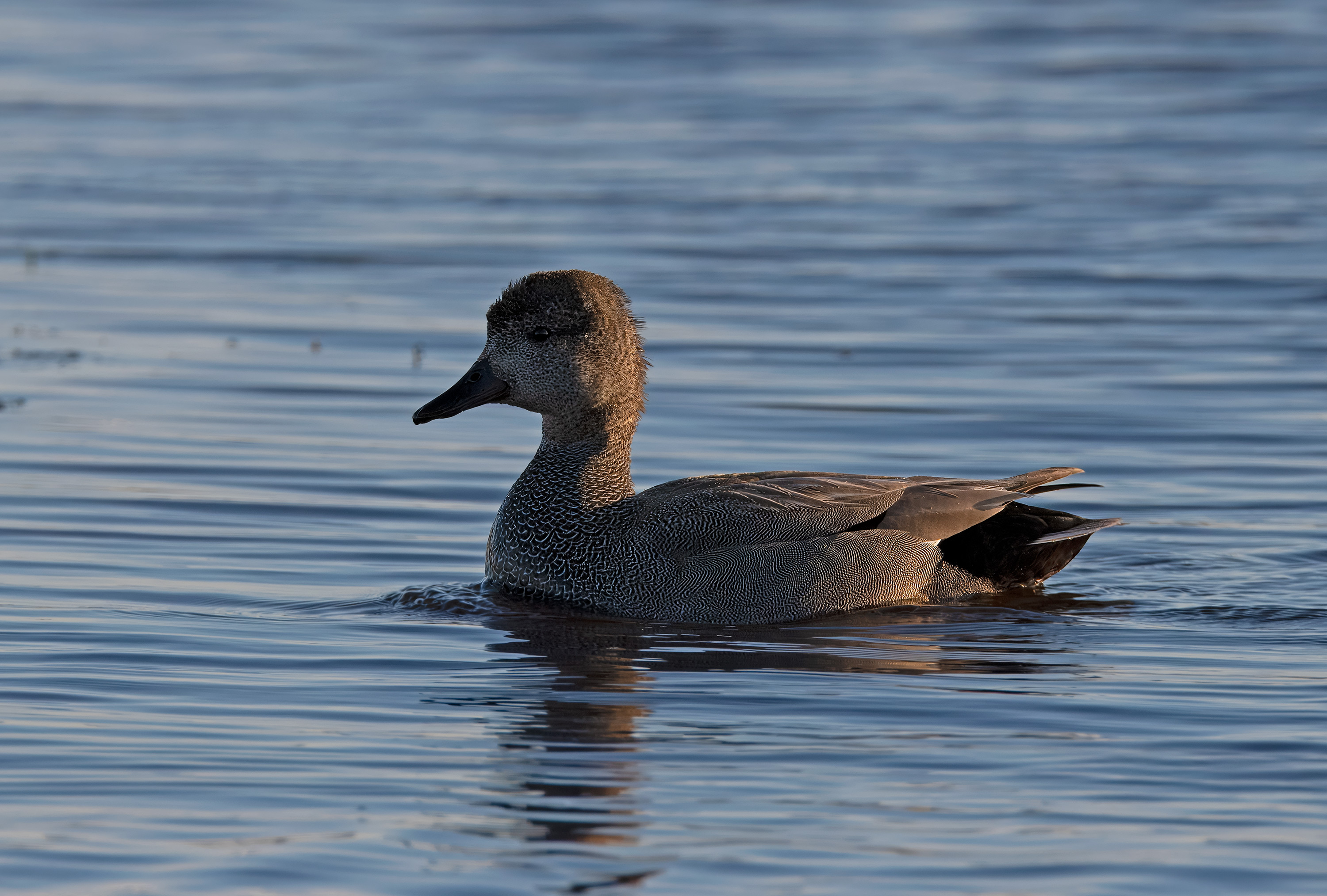 Mareca strepera. Trönninge ängar, Sweden. Photo: Lars Salomon. CC BY-NC 4.0.