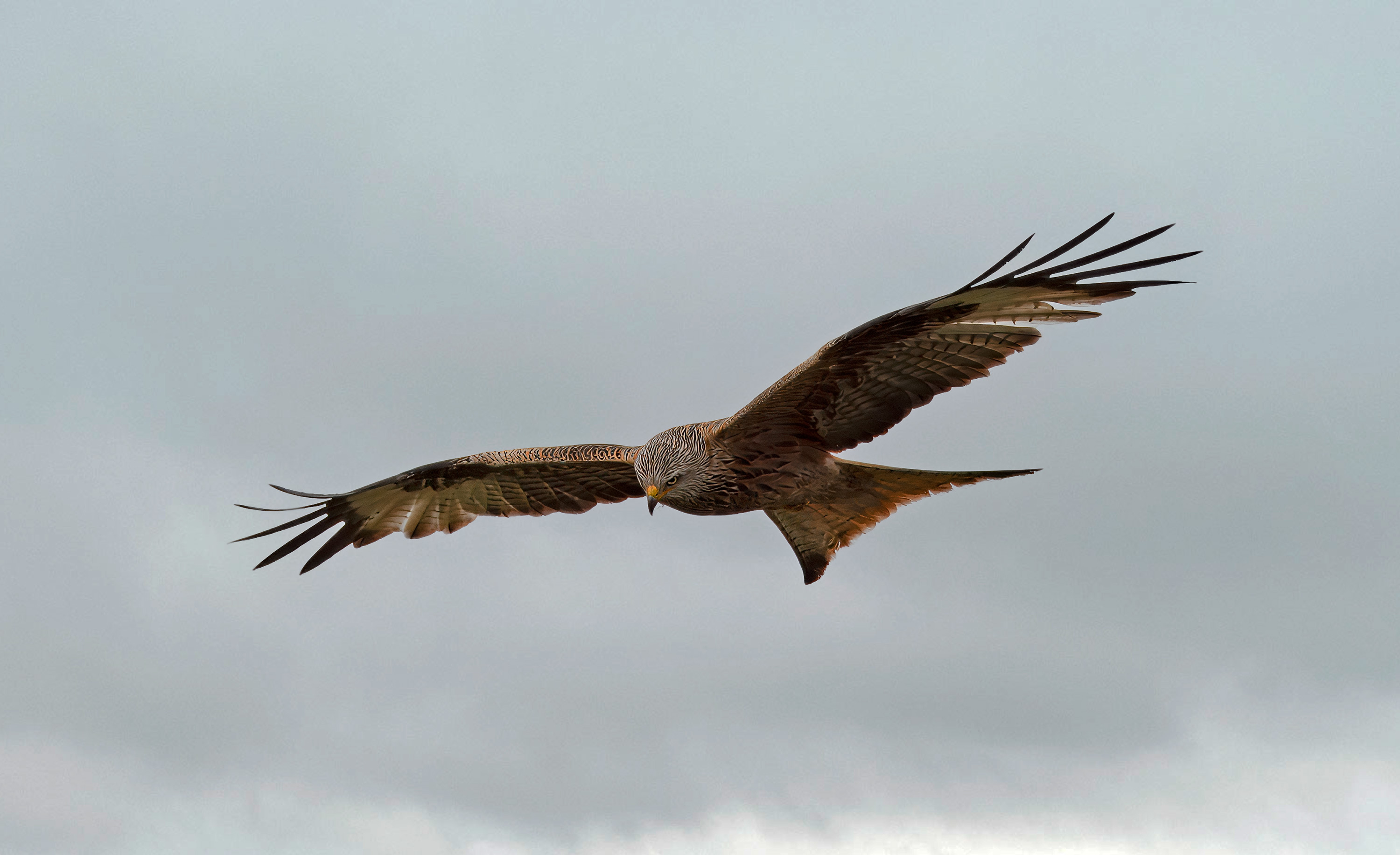 Milvus milvus. Hjälmshult, Sweden. Photo: Lars Salomon. CC BY-NC 4.0.