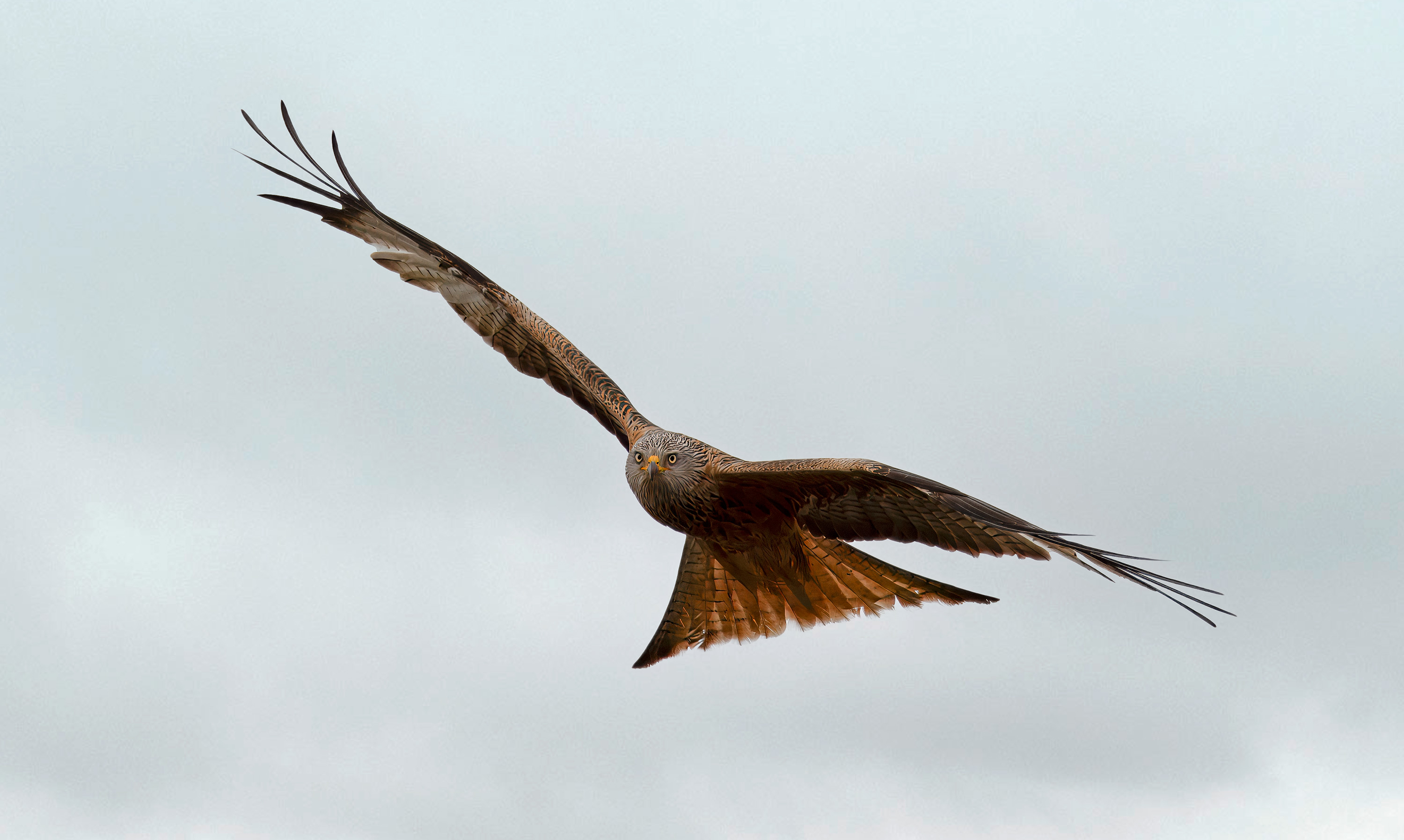 Milvus milvus. Hjälmshult, Sweden. Photo: Lars Salomon. CC BY-NC 4.0.