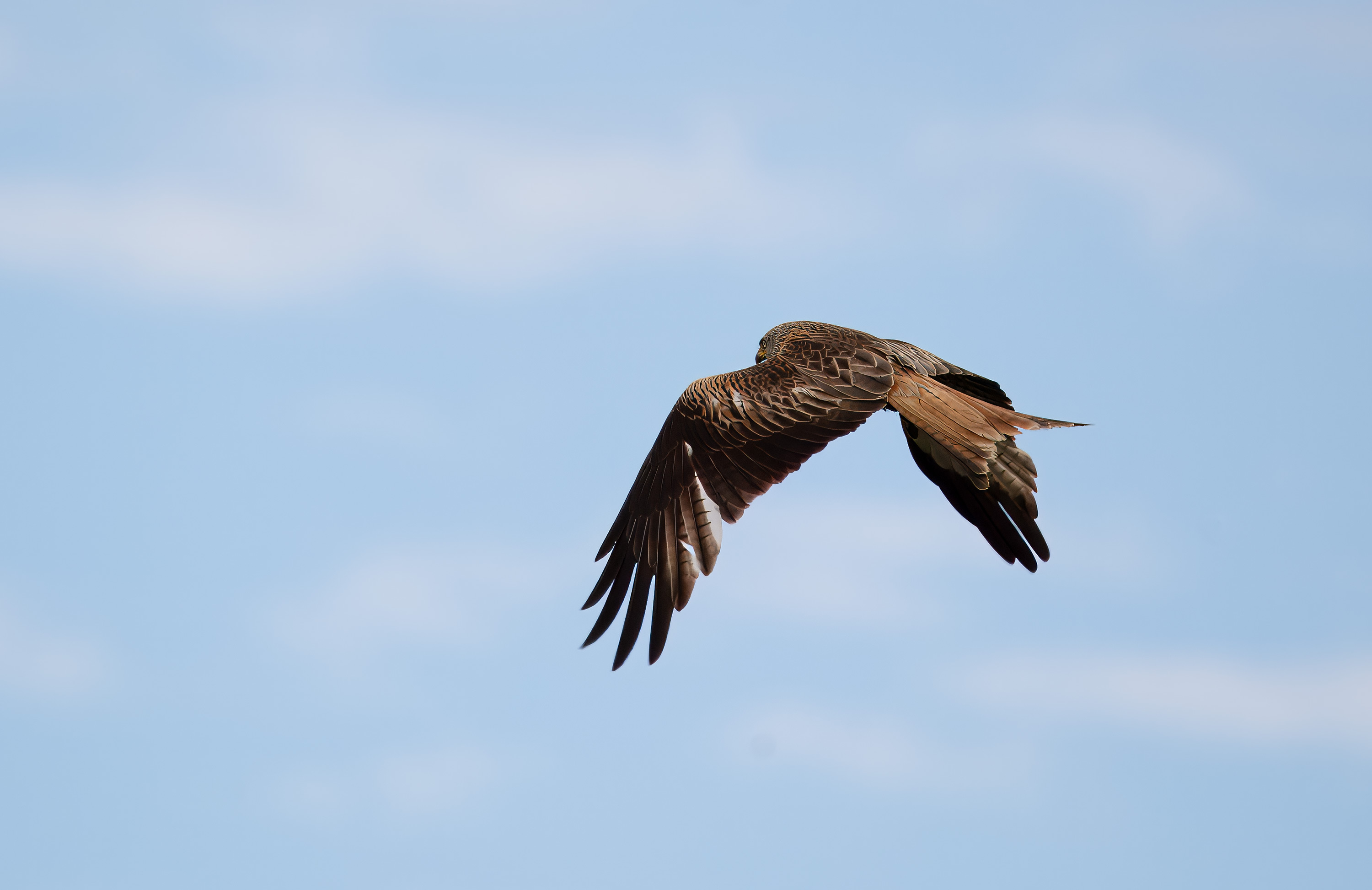 Milvus milvus. Hjälmshult, Sweden. Photo: Lars Salomon. CC BY-NC 4.0.