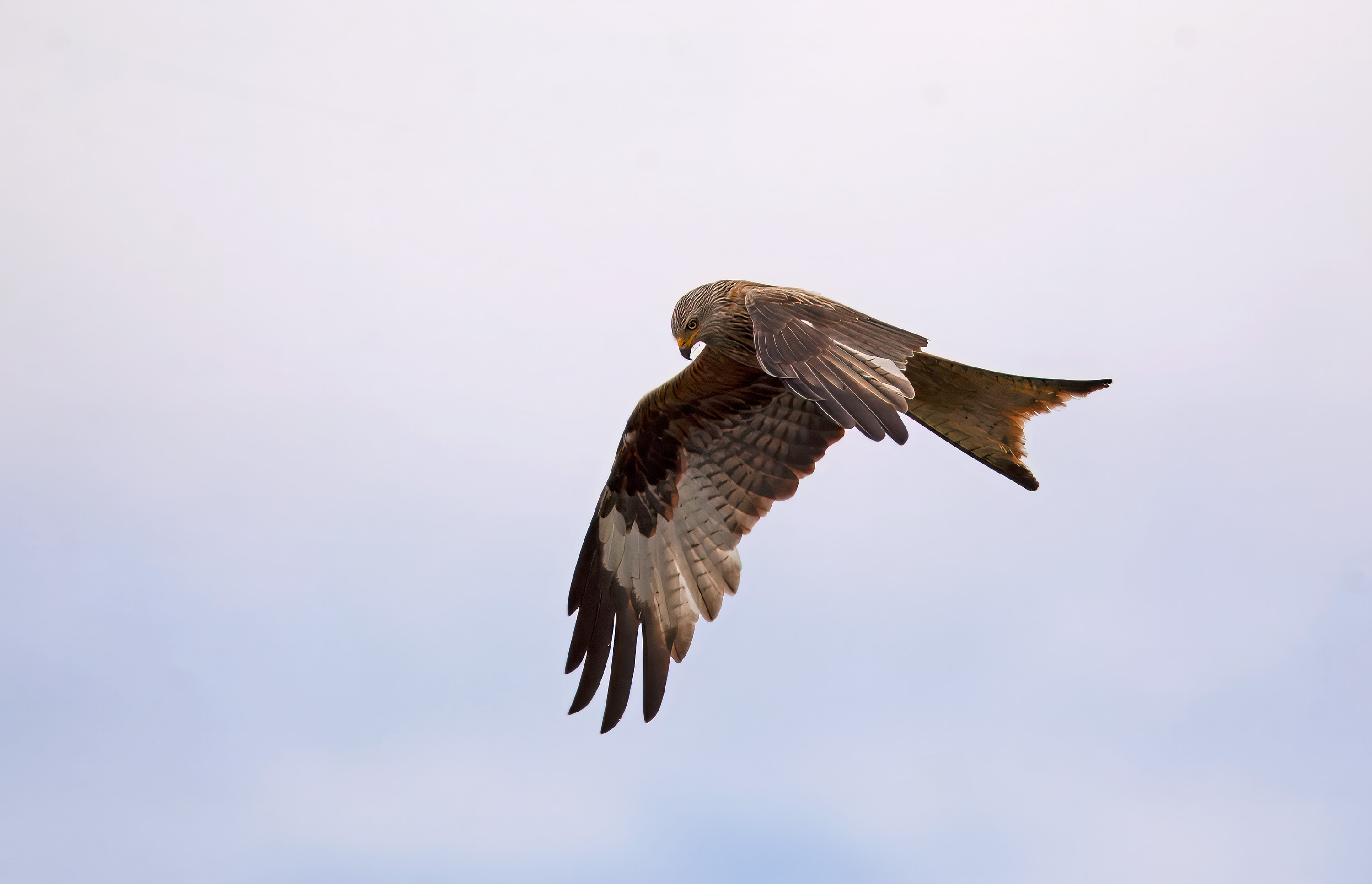 Milvus milvus. Hjälmshult, Sweden. Photo: Lars Salomon. CC BY-NC 4.0.