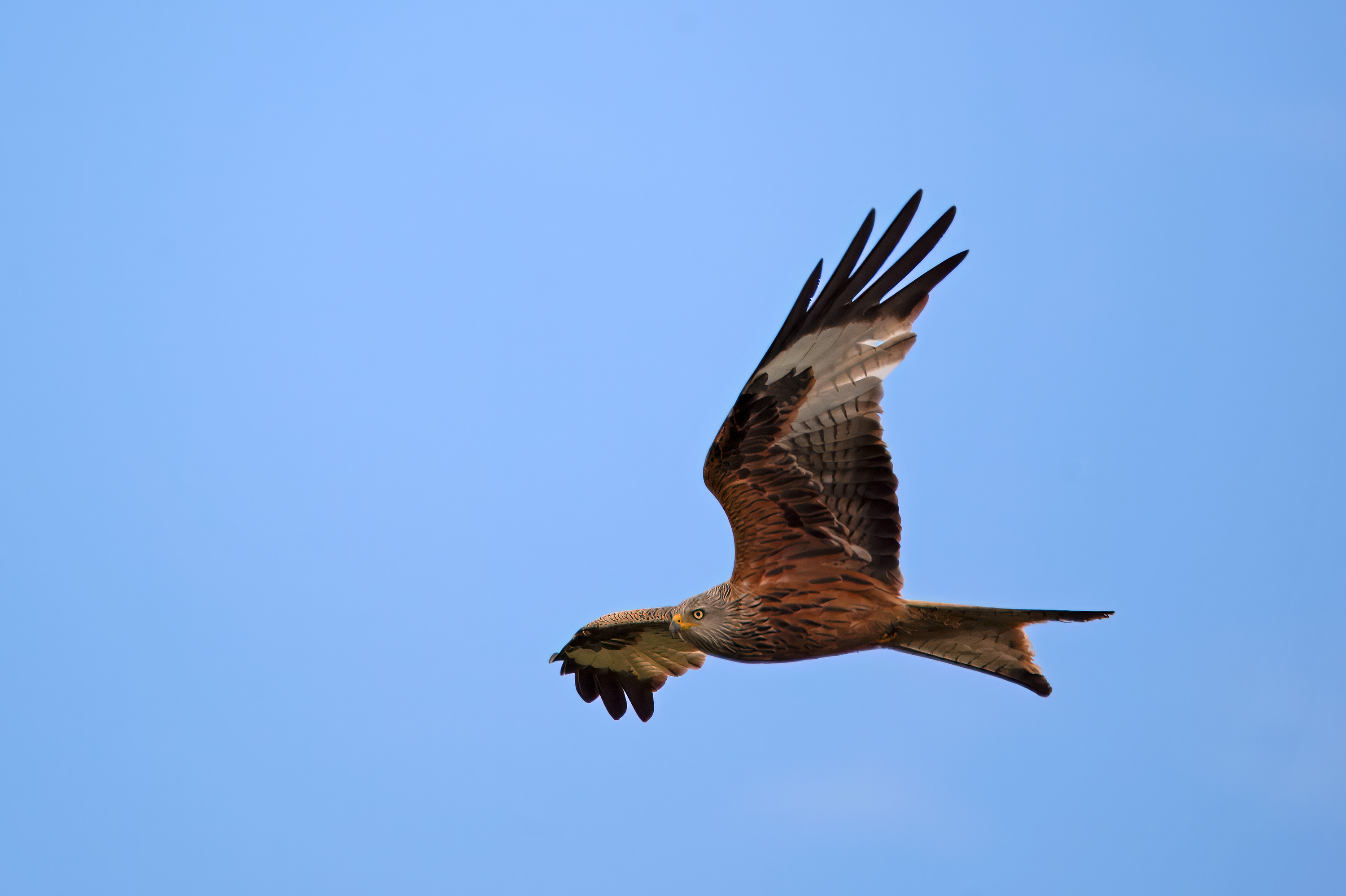 Milvus milvus. Hjälmshult, Sweden. Photo: Lars Salomon. CC BY-NC 4.0.