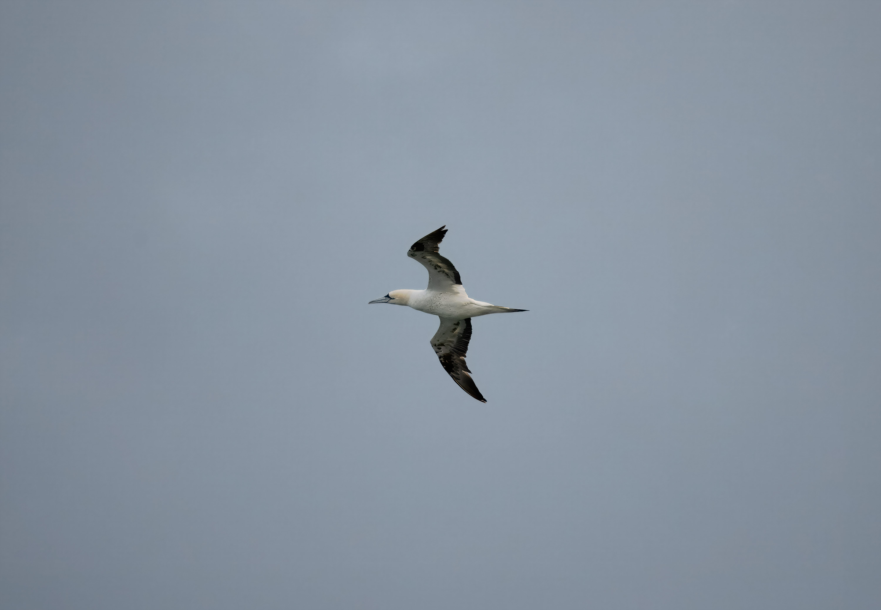 Morus bassanus. Kullaberg, Sweden. Photo: Lars Salomon. CC BY-NC 4.0.