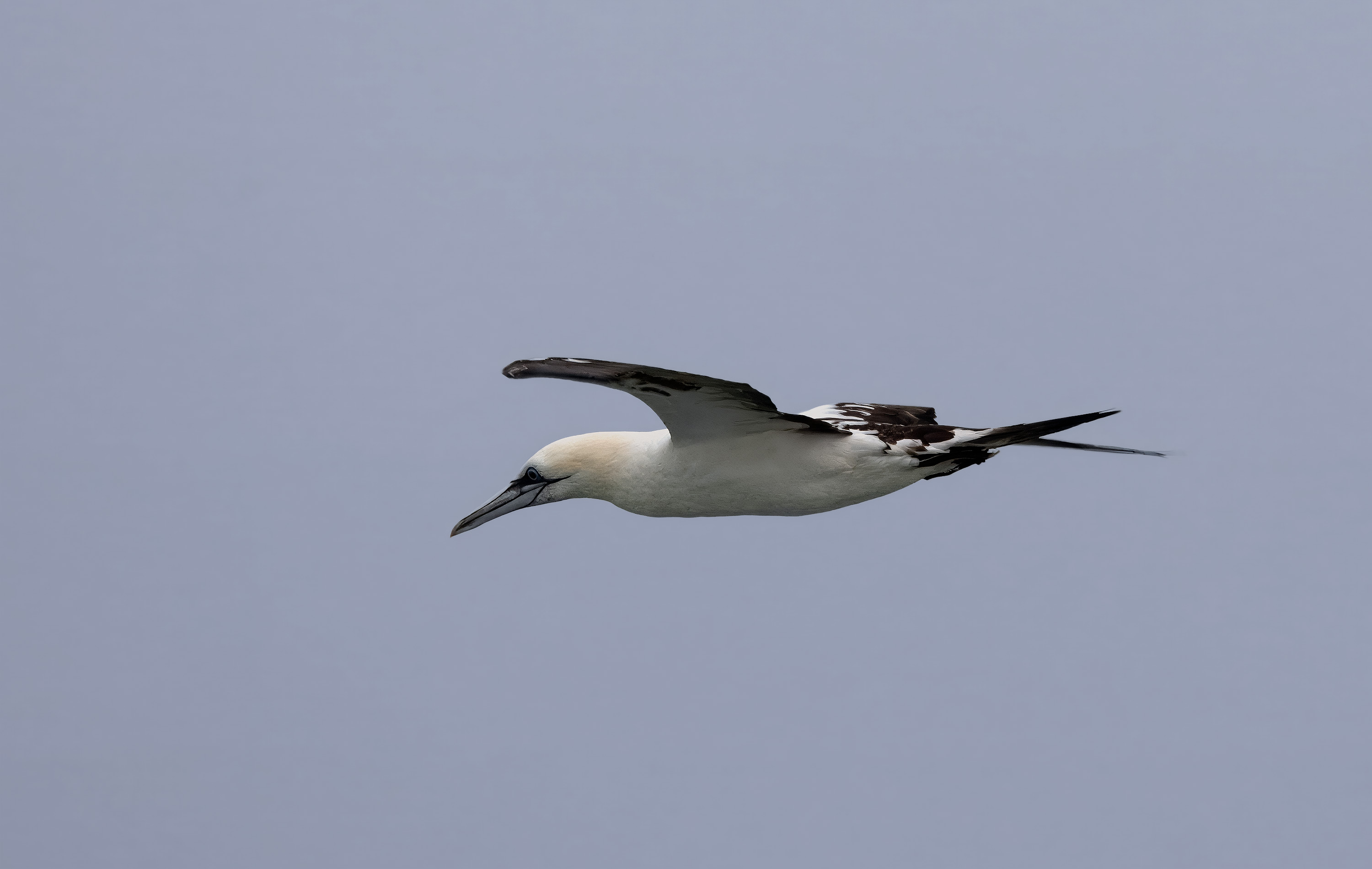 Morus bassanus. Kullaberg, Sweden. Photo: Lars Salomon. CC BY-NC 4.0.