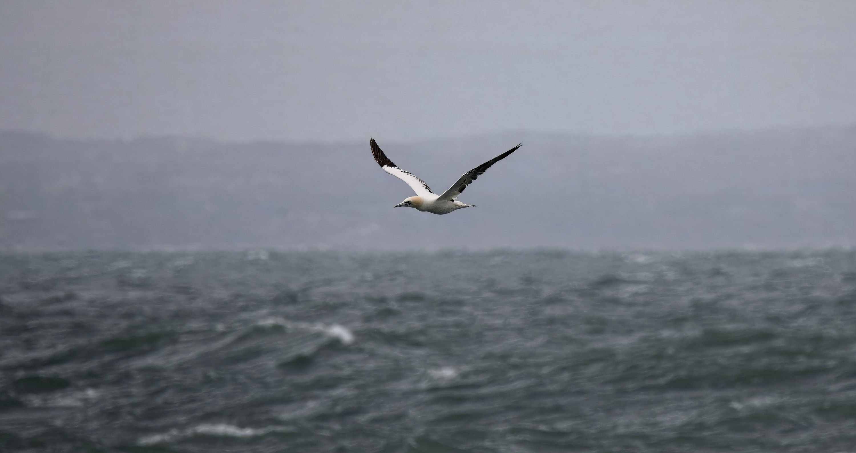 Morus bassanus. Kullaberg, Sweden. Photo: Lars Salomon. CC BY-NC 4.0.