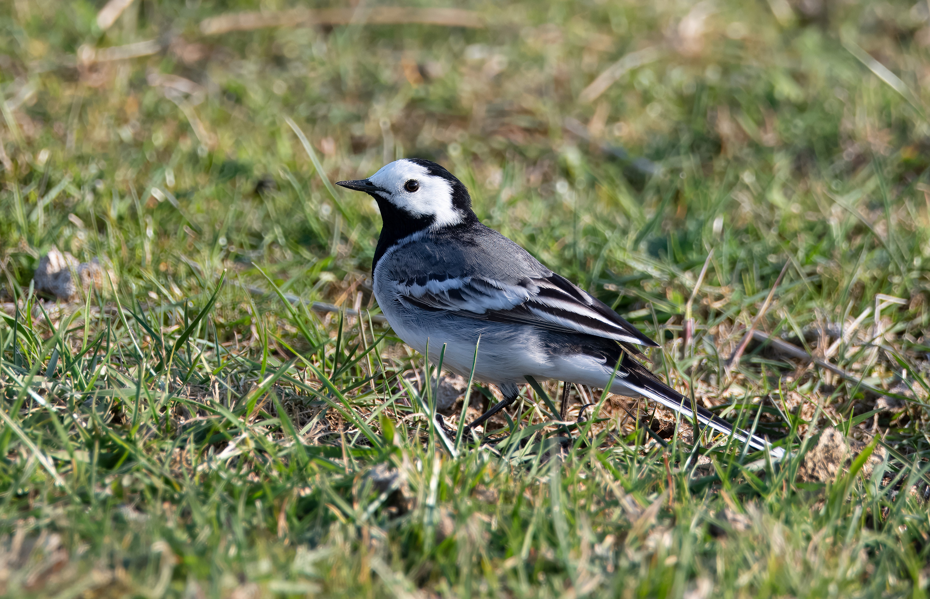 Motacilla alba. Sjöängen Vegeholm, Sweden. Photo: Lars Salomon. CC BY-NC 4.0.