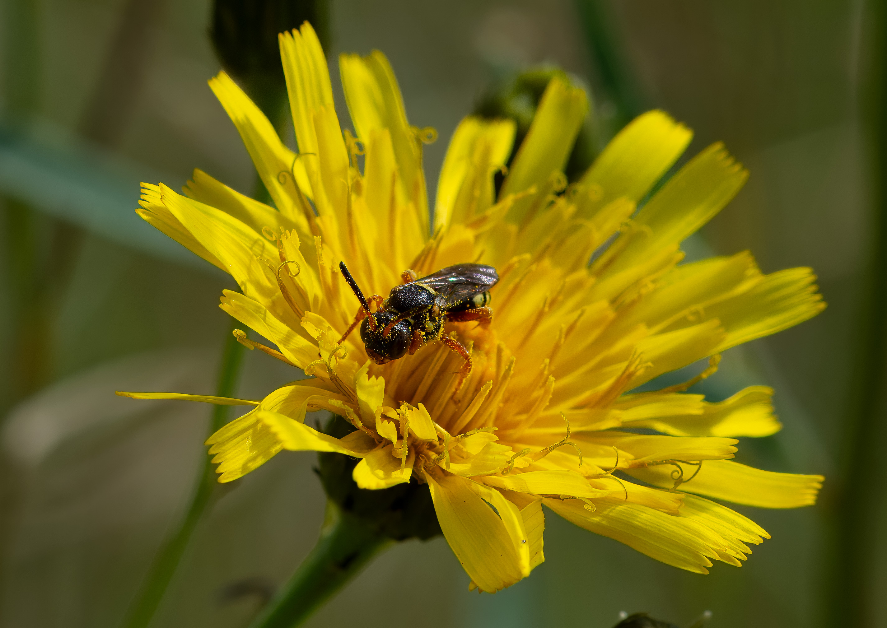 Nomada rufipes. Barkåkra, Sweden. Photo: Lars Salomon. CC BY-NC 4.0.