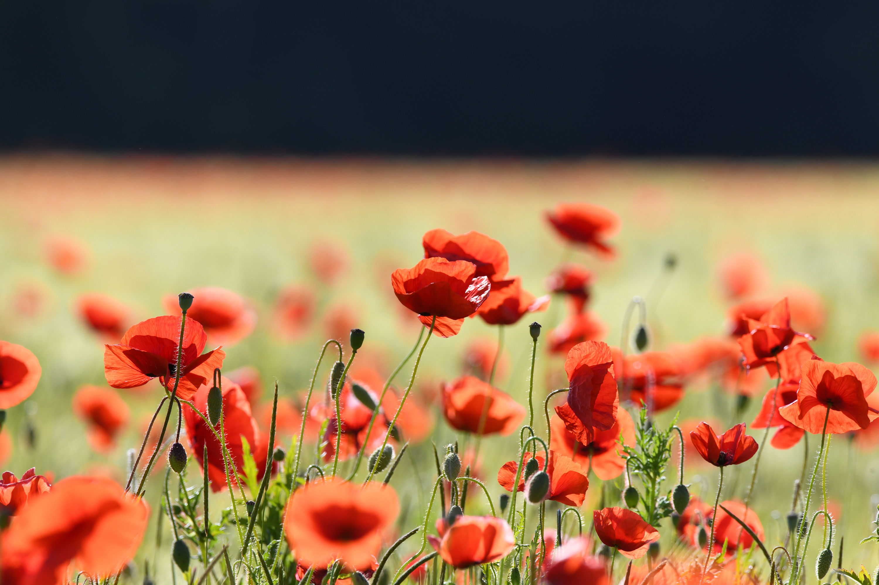 Papaver rhoeas. Duvestubbe, Sweden. Photo: Lars Salomon. CC BY-NC 4.0.