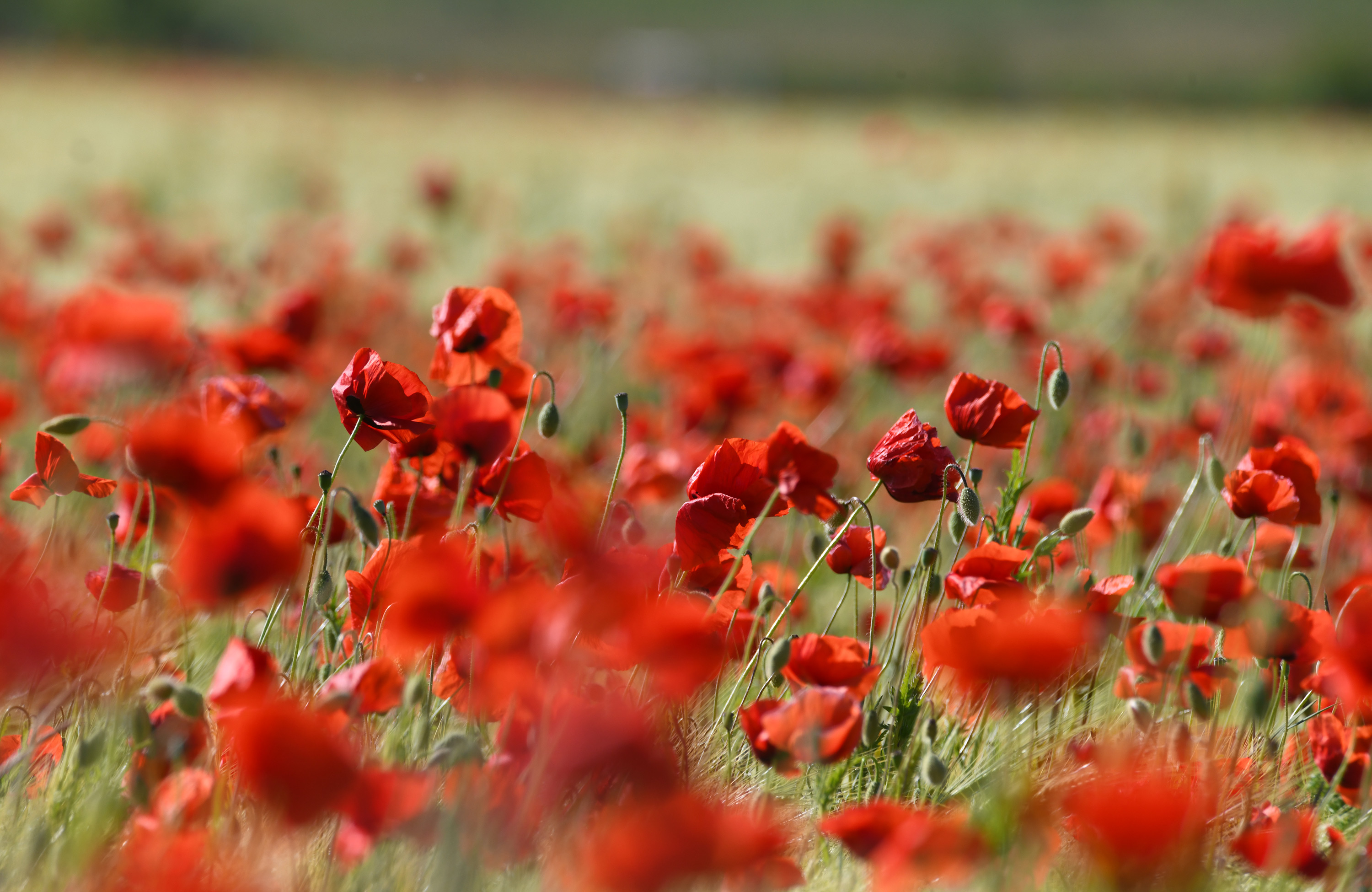 Papaver rhoeas. Duvestubbe, Sweden. Photo: Lars Salomon. CC BY-NC 4.0.