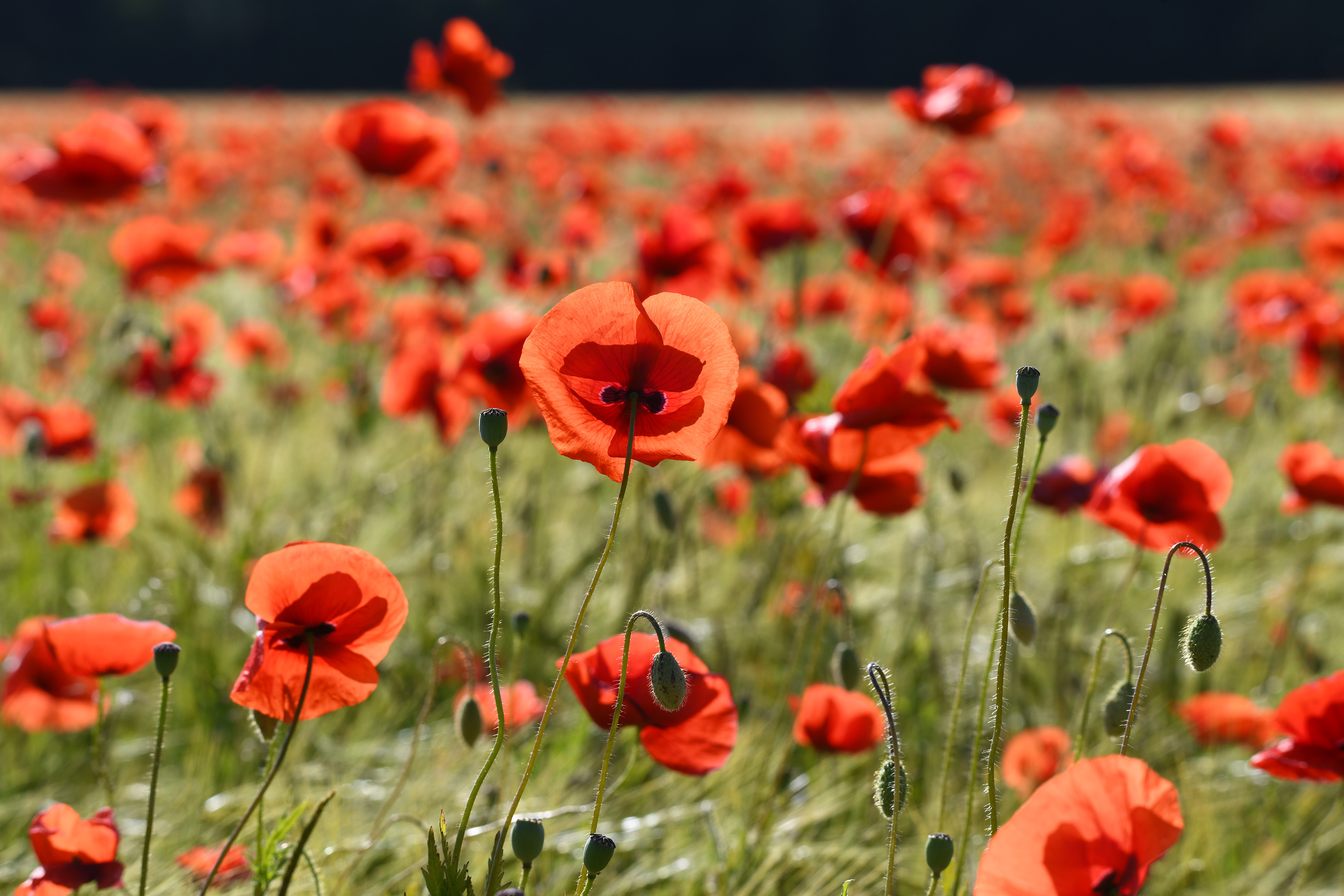 Papaver rhoeas. Duvestubbe, Sweden. Photo: Lars Salomon. CC BY-NC 4.0.