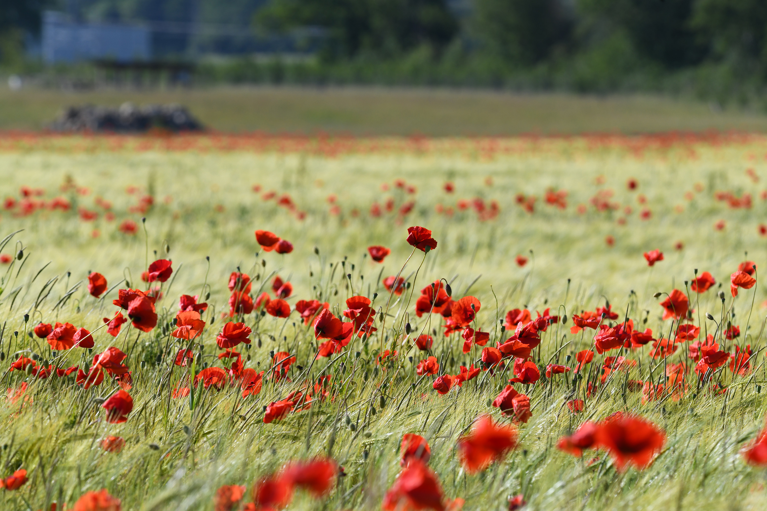 Papaver rhoeas. Duvestubbe, Sweden. Photo: Lars Salomon. CC BY-NC 4.0.