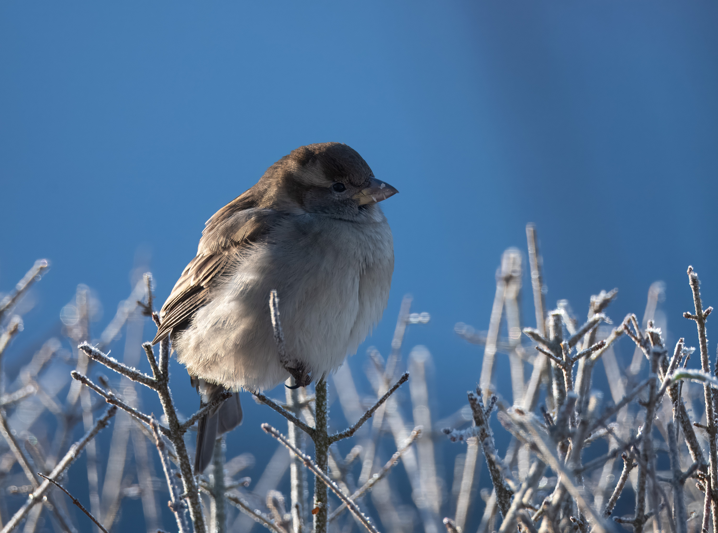 Passer domesticus. Hjälmshult, Sweden. Photo: Lars Salomon. CC BY-NC 4.0.