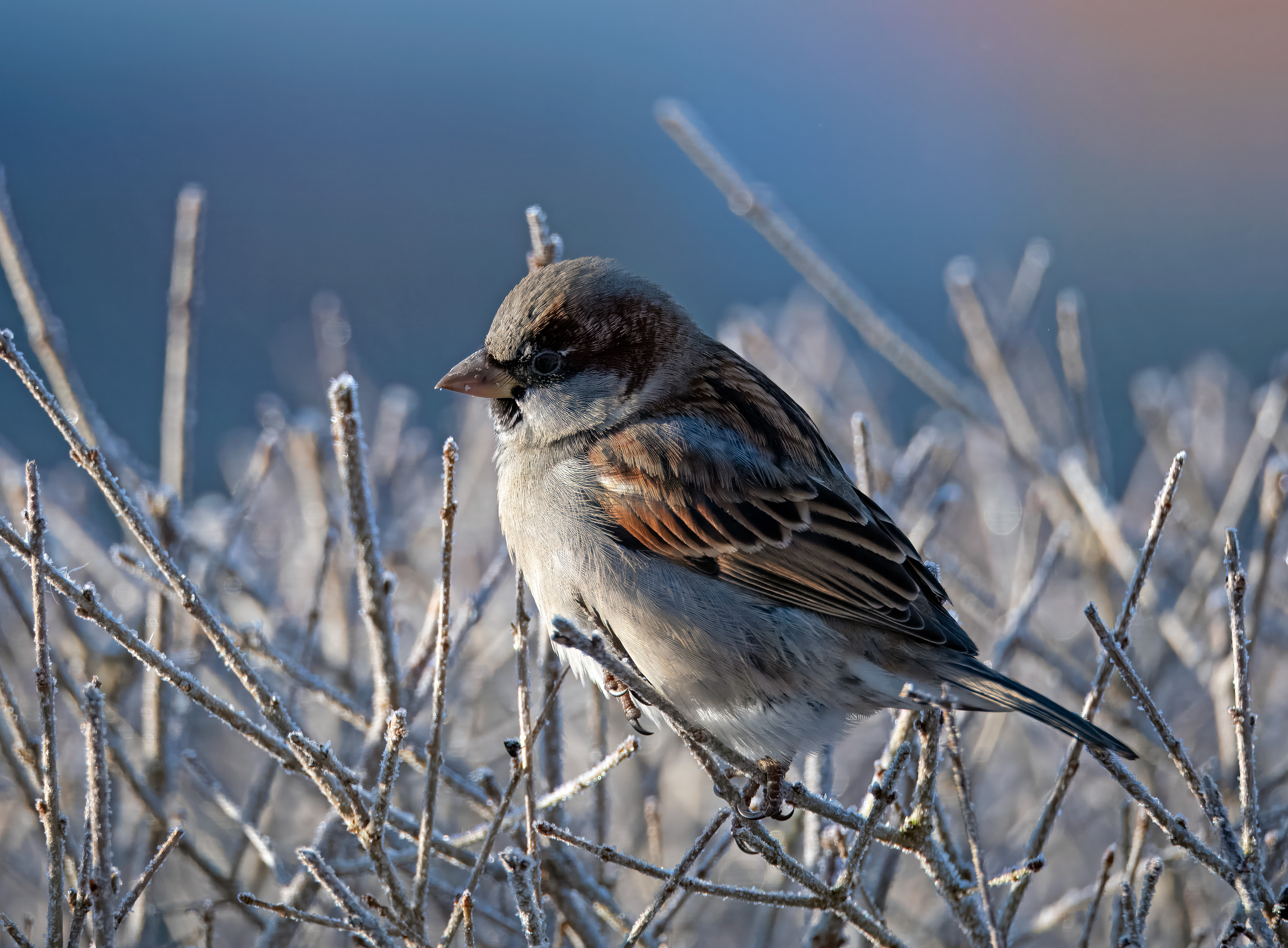 Passer domesticus. Hjälmshult, Sweden. Photo: Lars Salomon. CC BY-NC 4.0.