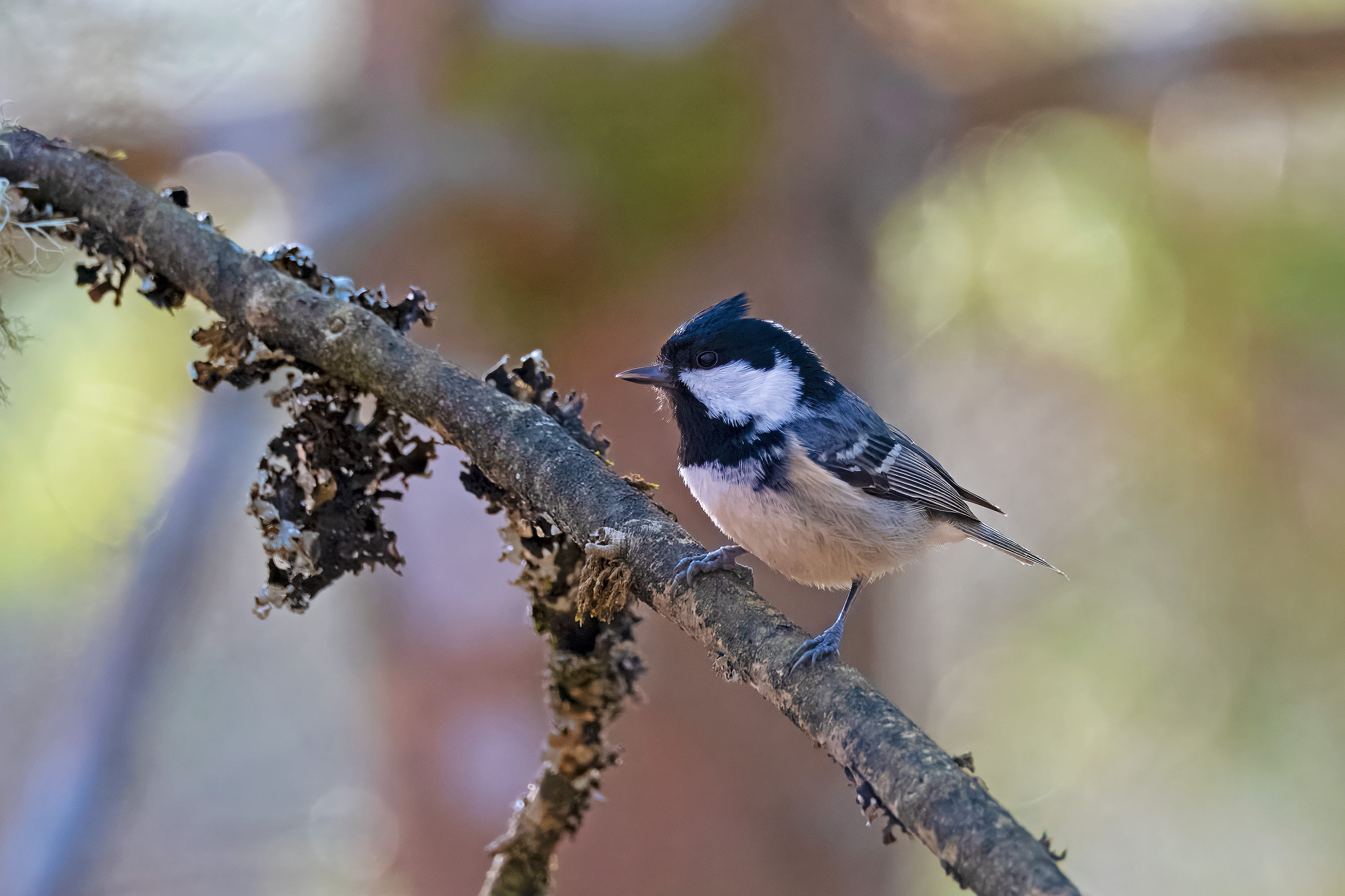 Periparus ater. Fagerhult, Sweden. Photo: Lars Salomon. CC BY-NC 4.0.