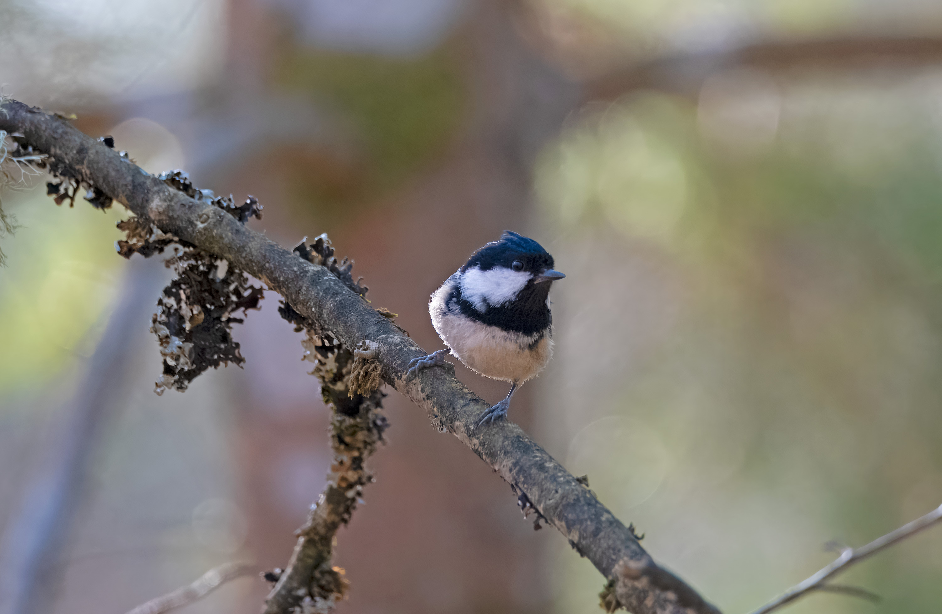 Periparus ater. Fagerhult, Sweden. Photo: Lars Salomon. CC BY-NC 4.0.