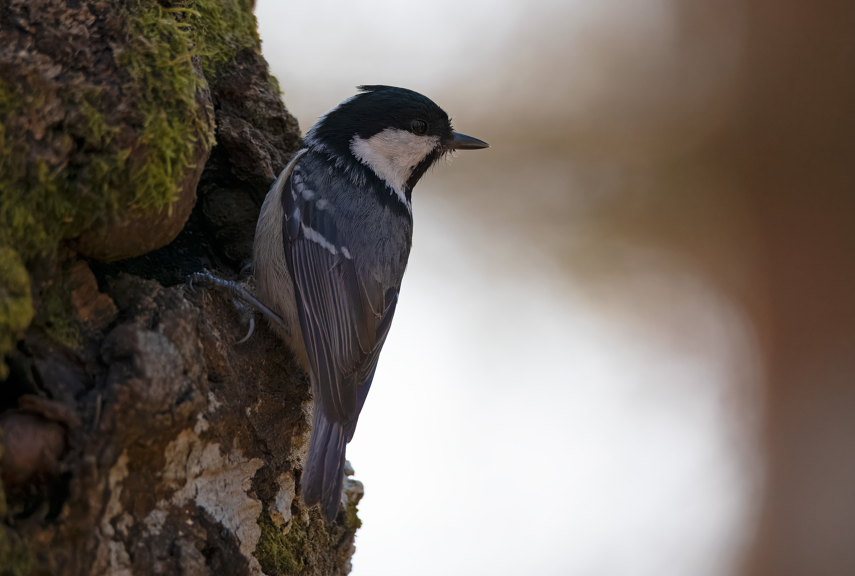 Periparus ater. Fagerhult, Sweden. Photo: Lars Salomon. CC BY-NC 4.0.