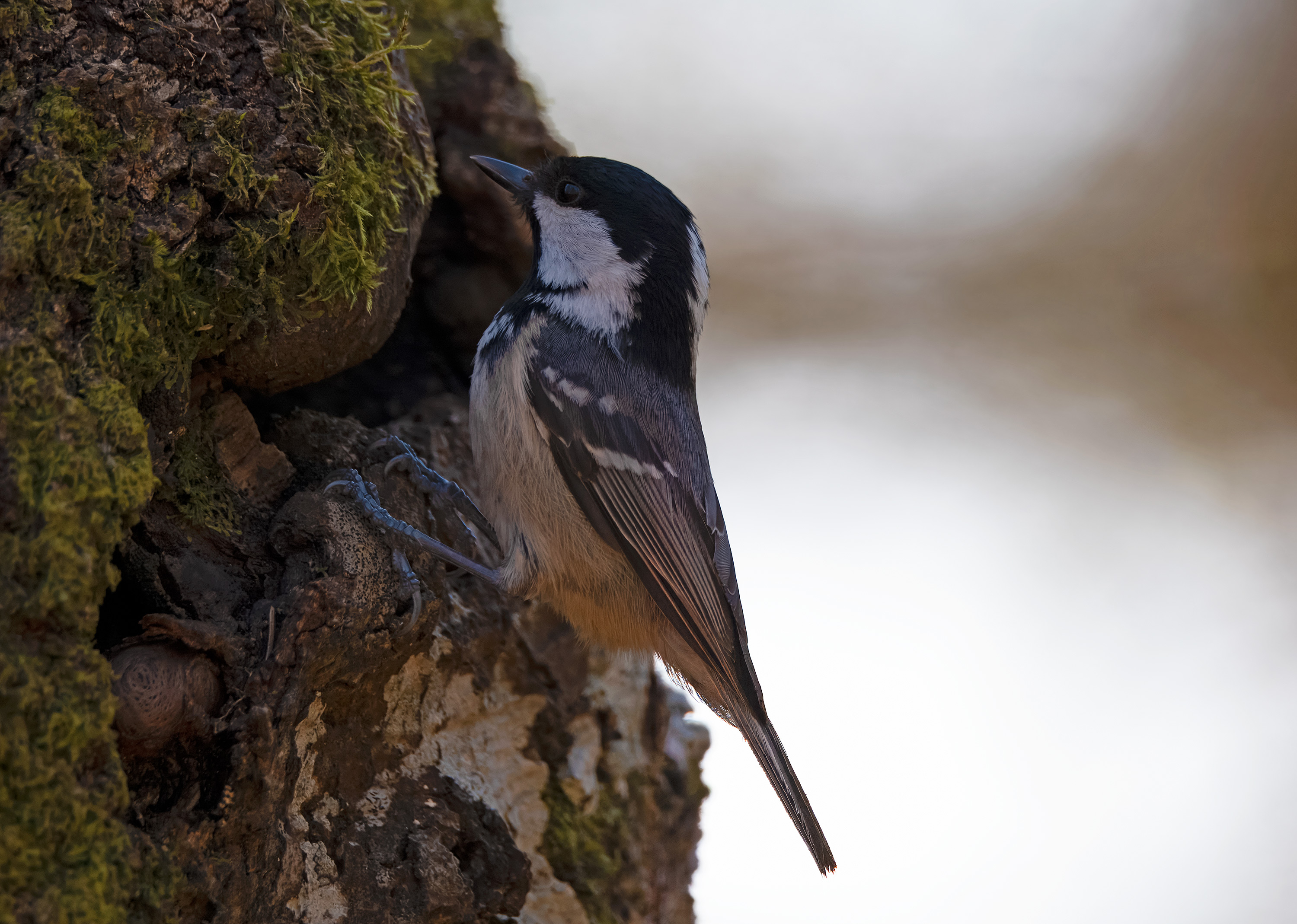 Periparus ater. Fagerhult, Sweden. Photo: Lars Salomon. CC BY-NC 4.0.