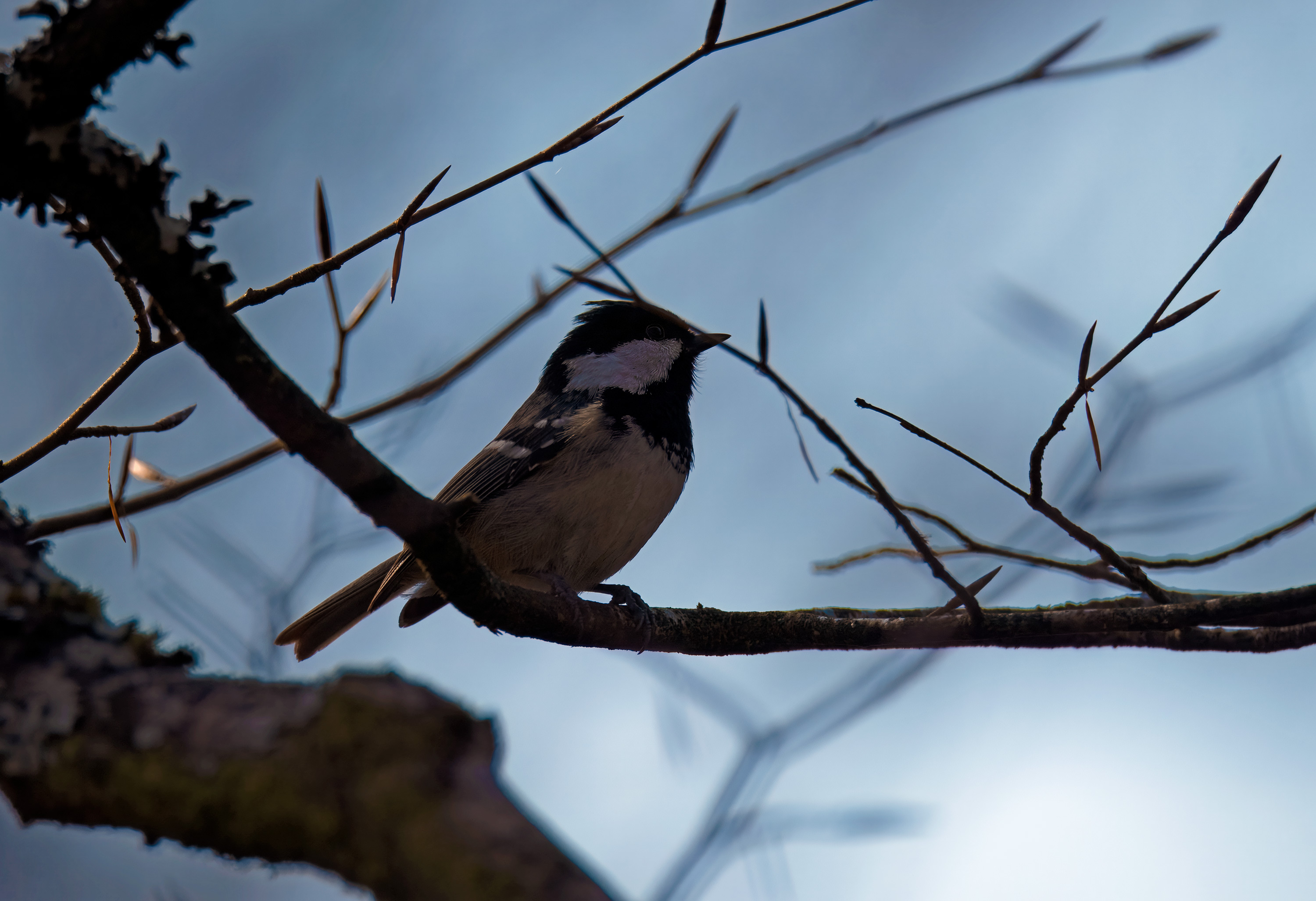 Periparus ater. Fagerhult, Sweden. Photo: Lars Salomon. CC BY-NC 4.0.