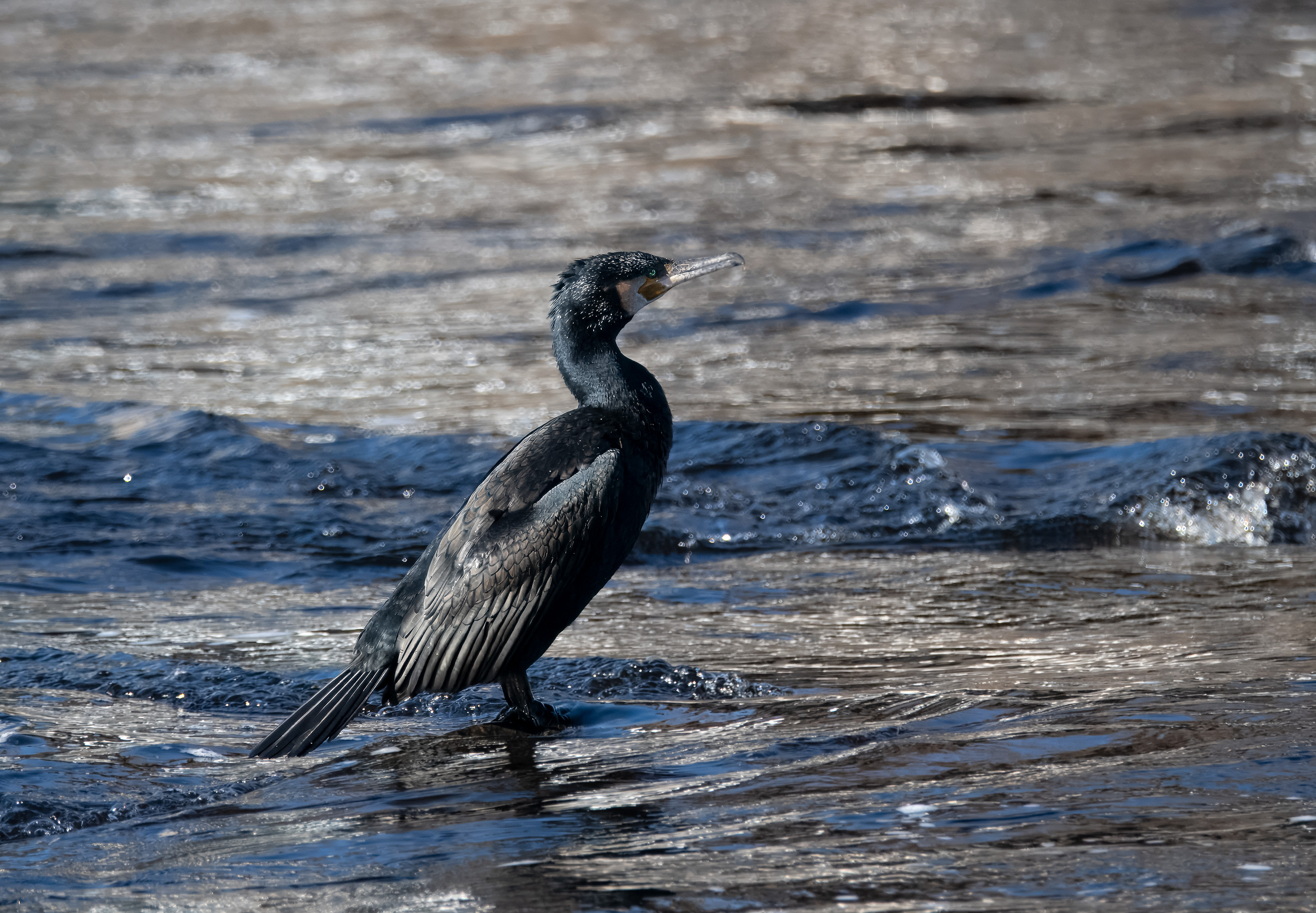 Phalacrocorax carbo. Falkenberg, Sweden. Photo: Lars Salomon. CC BY-NC 4.0.