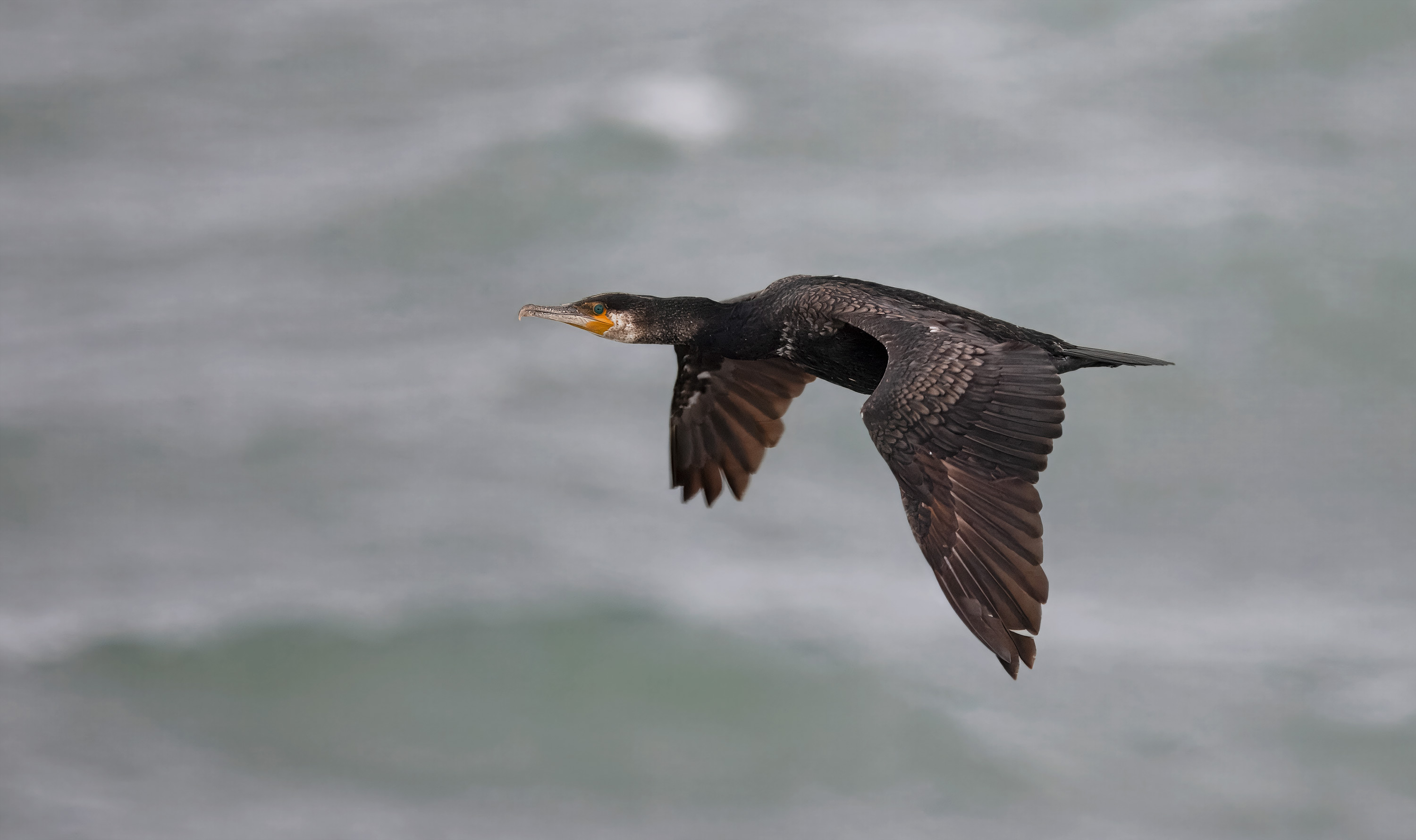 Phalacrocorax carbo. Kullaberg, Sweden. Photo: Lars Salomon. CC BY-NC 4.0.