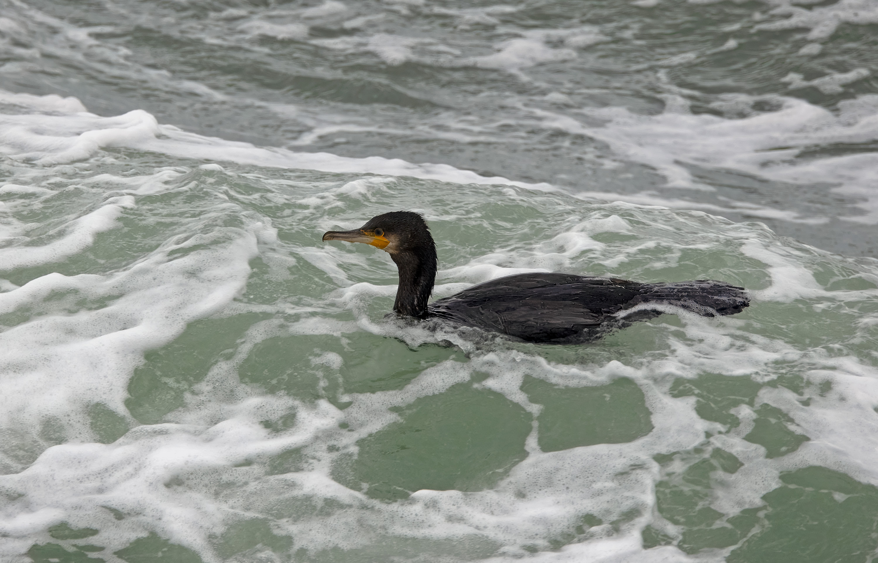 Phalacrocorax carbo. Kullaberg, Sweden. Photo: Lars Salomon. CC BY-NC 4.0.