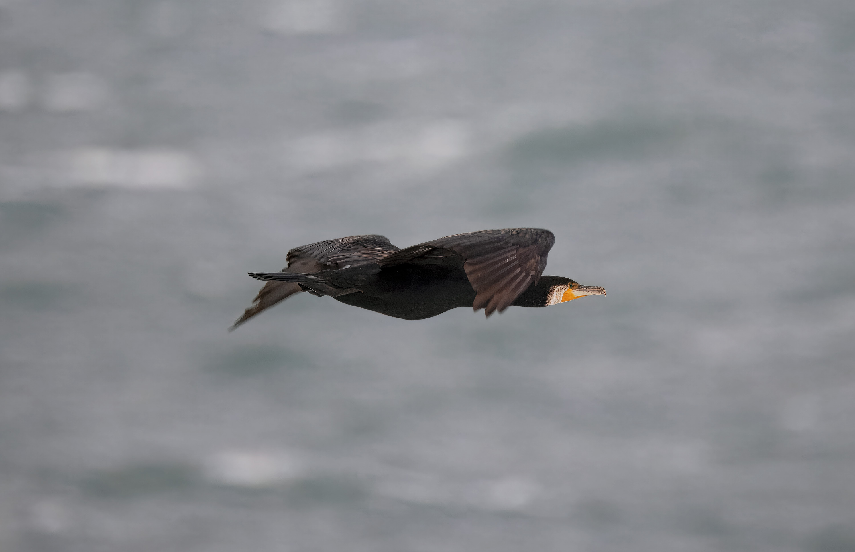 Phalacrocorax carbo. Kullaberg, Sweden. Photo: Lars Salomon. CC BY-NC 4.0.