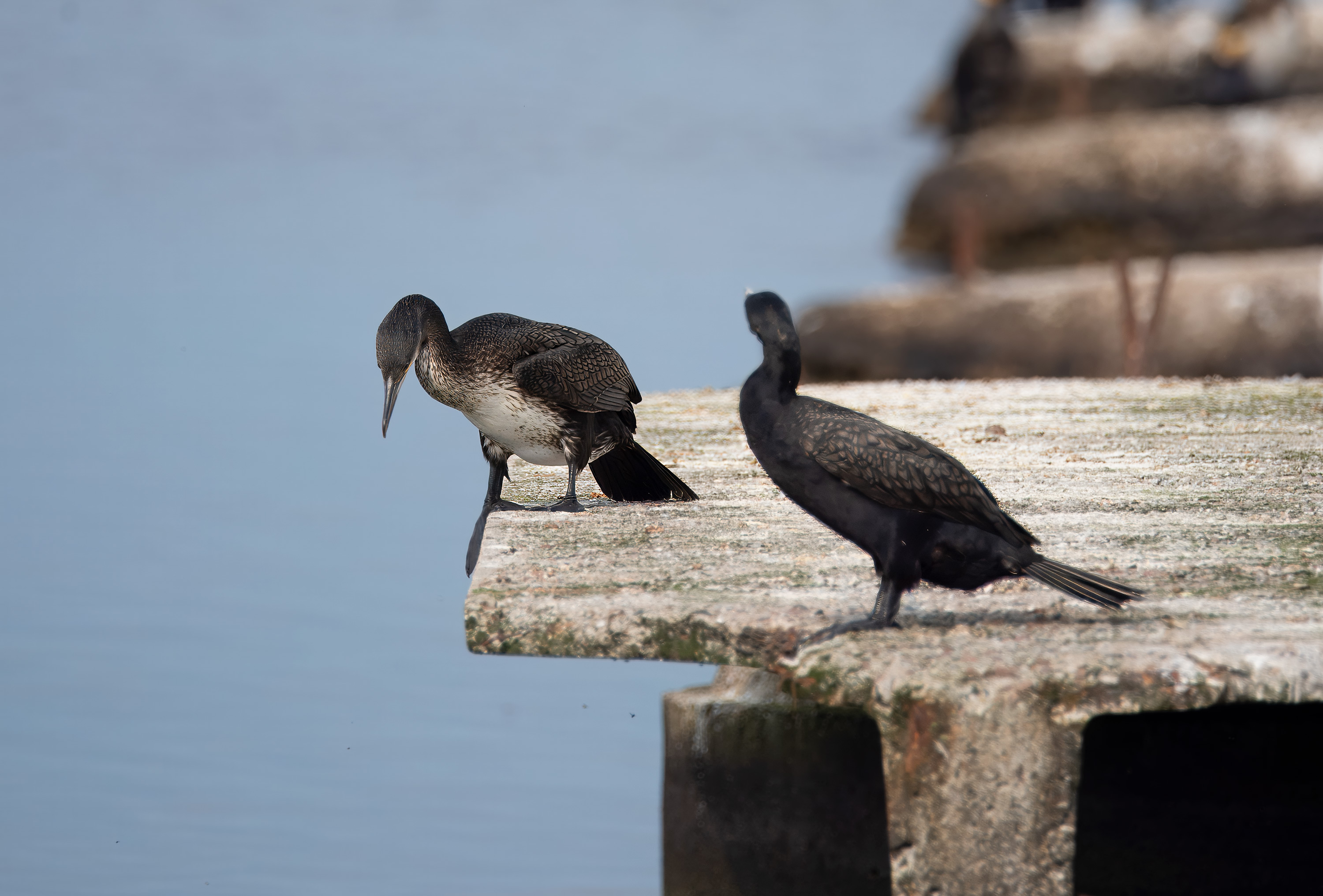 Phalacrocorax carbo. Vikhög, Sweden. Photo: Lars Salomon. CC BY-NC 4.0.