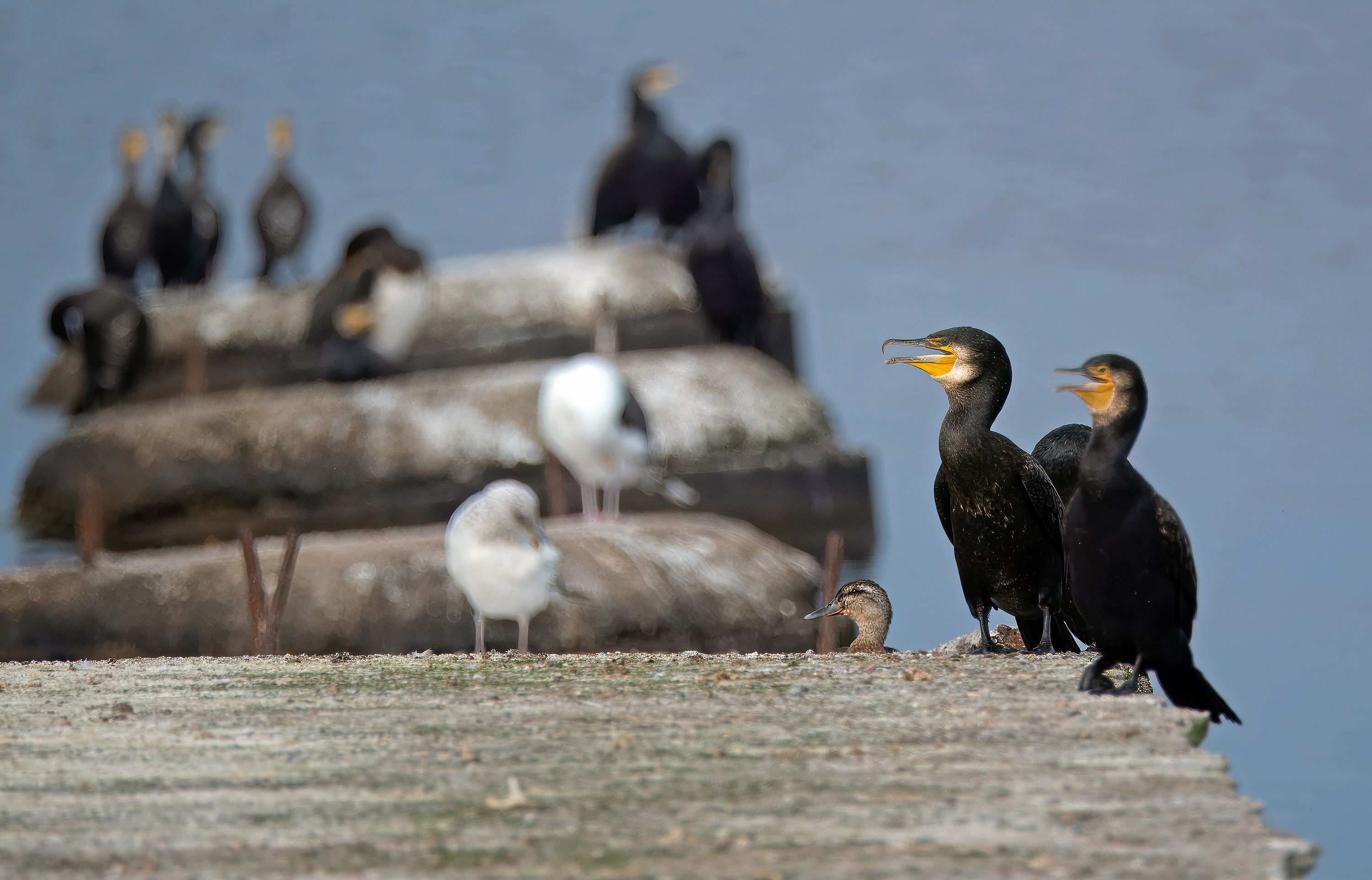 Phalacrocorax carbo. Vikhög, Sweden. Photo: Lars Salomon. CC BY-NC 4.0.