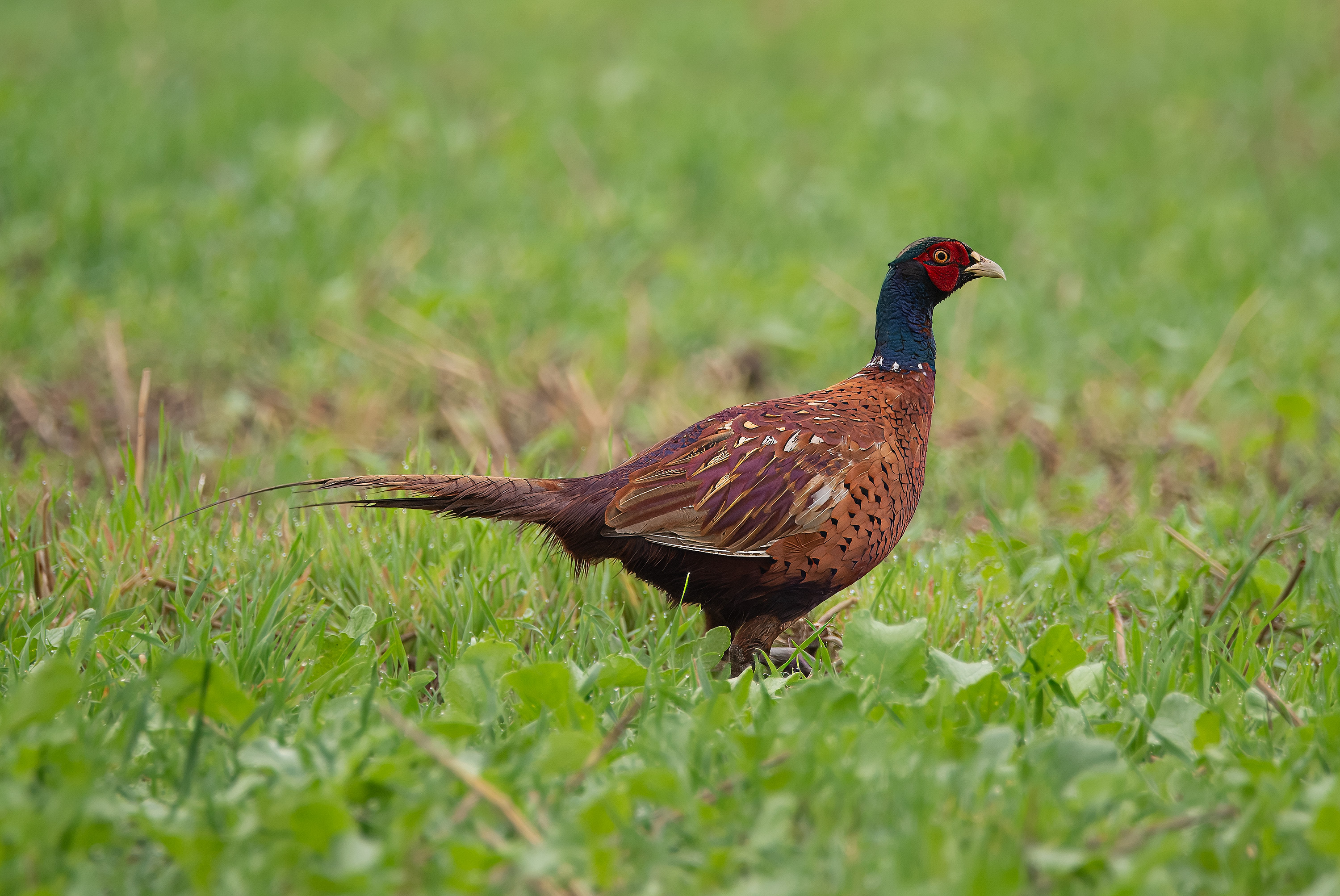 Phasianus colchicus. Barsebäck, Sweden. Photo: Lars Salomon. CC BY-NC 4.0.