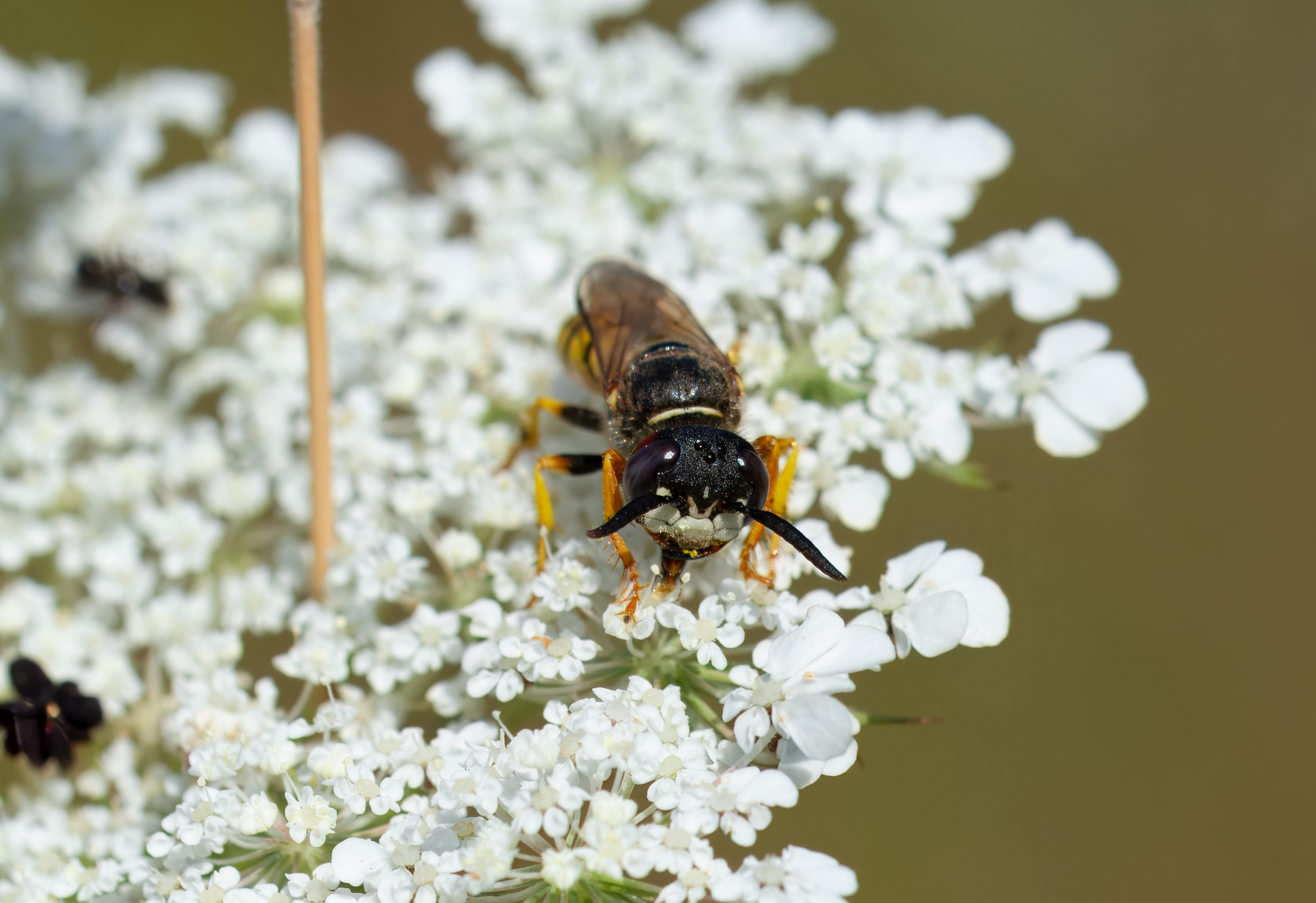 Philanthus triangulum. Barkåkra, Sweden. Photo: Lars Salomon. CC BY-NC 4.0.