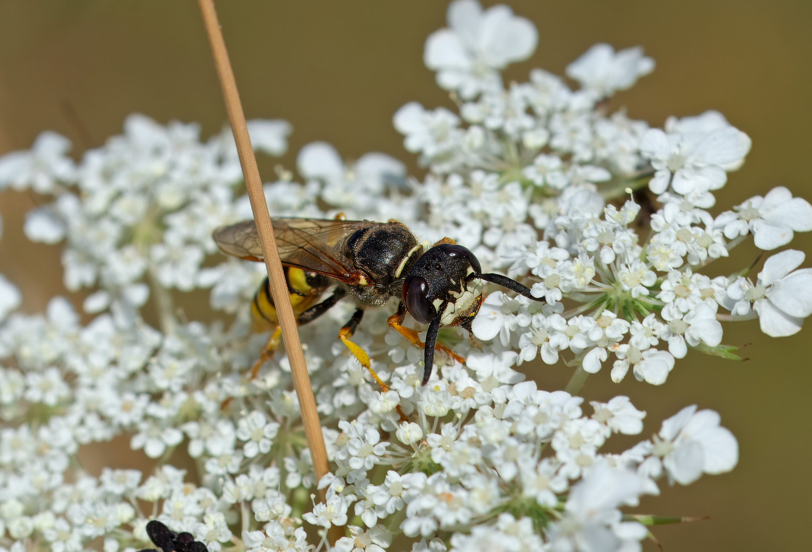 Philanthus triangulum. Barkåkra, Sweden. Photo: Lars Salomon. CC BY-NC 4.0.