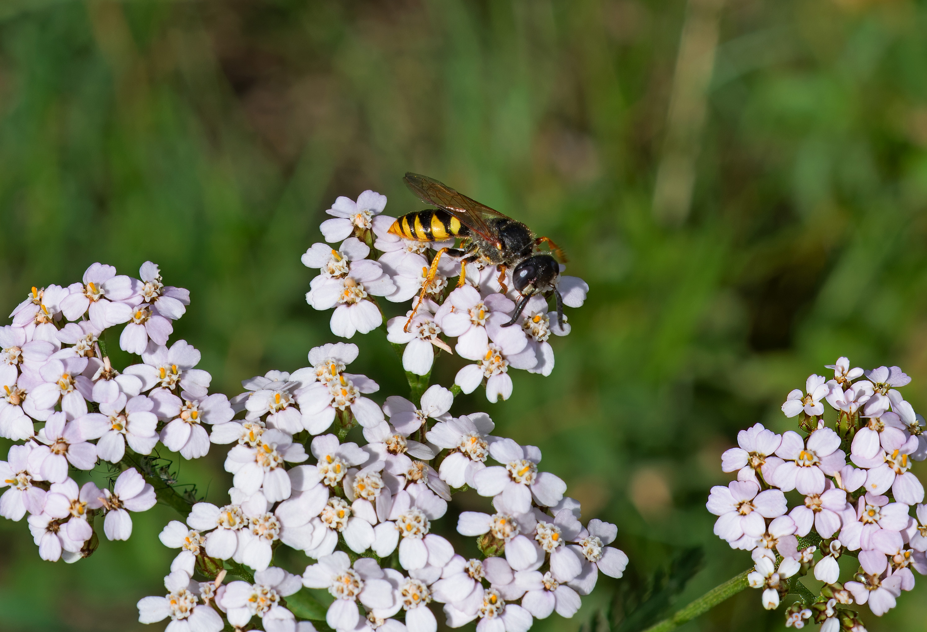 Philanthus triangulum. Broby, Sweden. Photo: Lars Salomon. CC BY-NC 4.0.