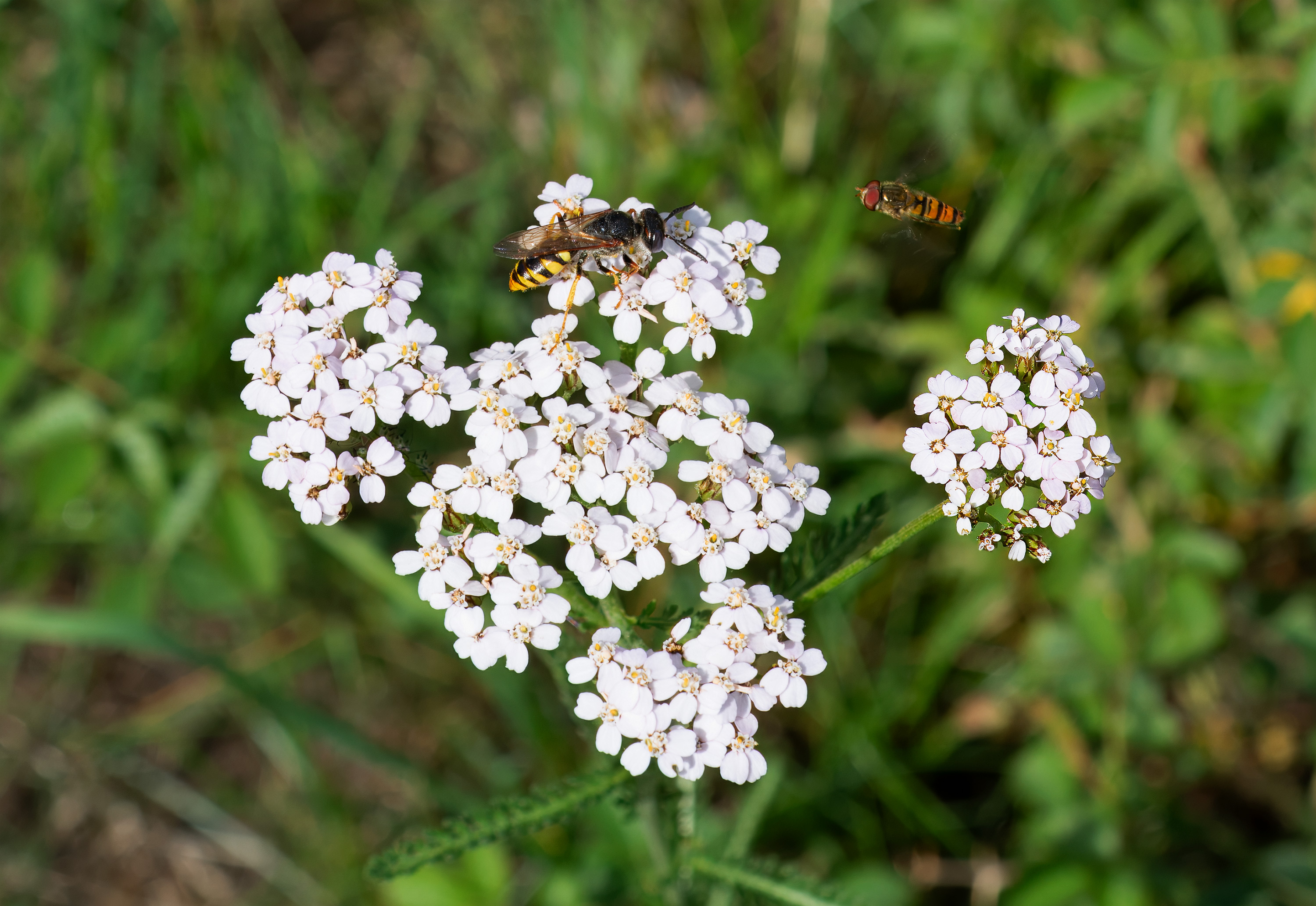 Philanthus triangulum. Broby, Sweden. Photo: Lars Salomon. CC BY-NC 4.0.