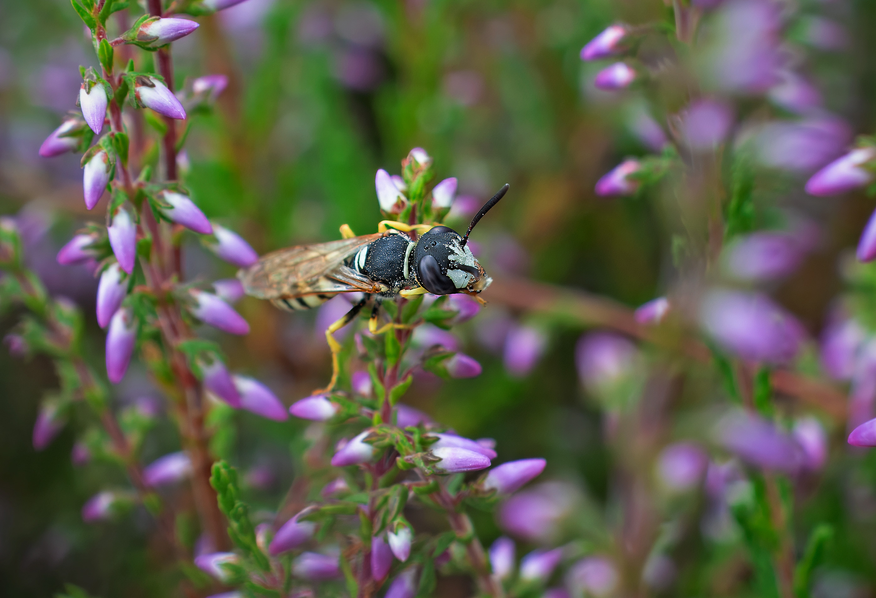 Philanthus triangulum. Järavallen, Sweden. Photo: Lars Salomon. CC BY-NC 4.0.