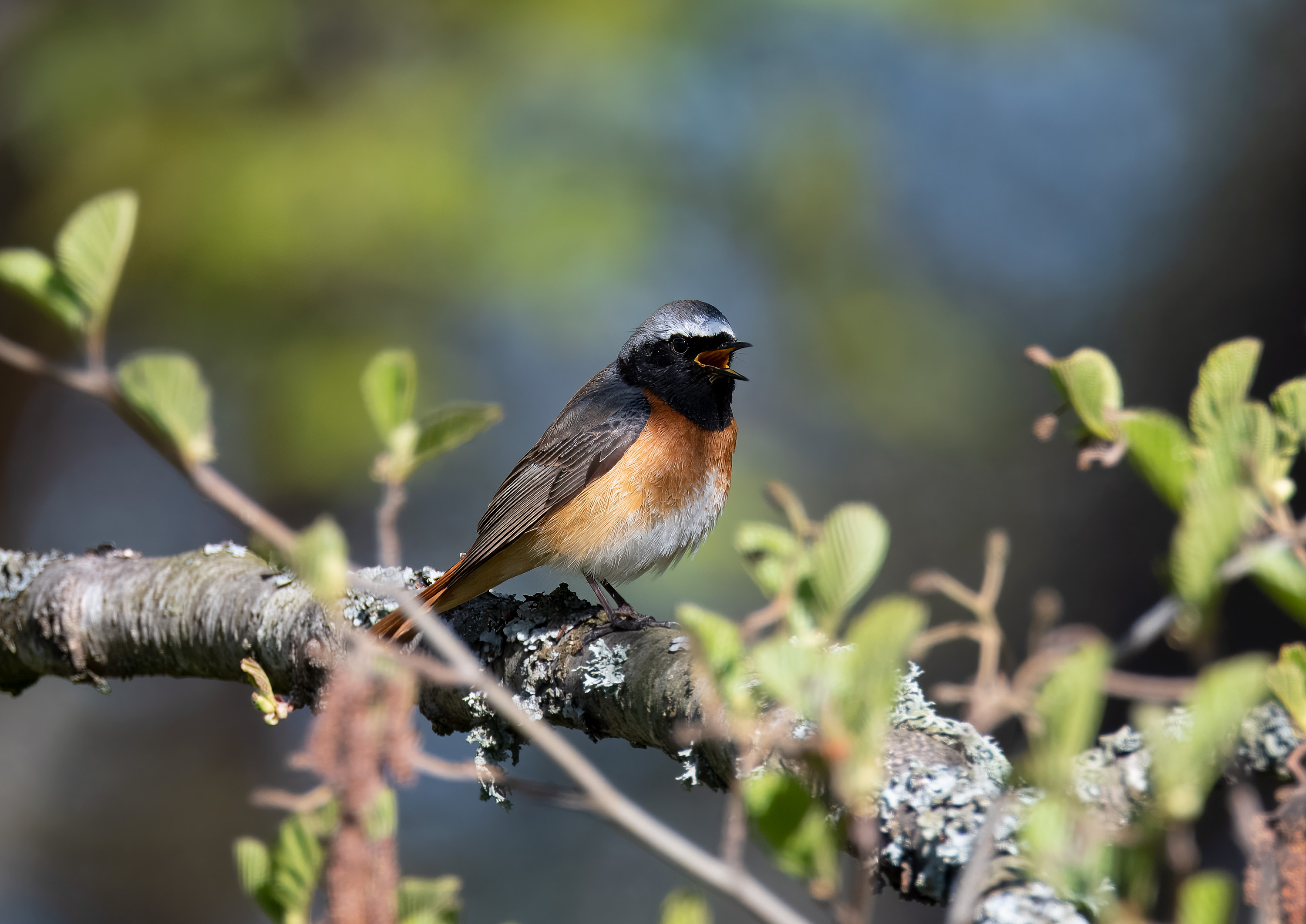 Phoenicurus phoenicurus. Falkenberg, Sweden. Photo: Lars Salomon. CC BY-NC 4.0.