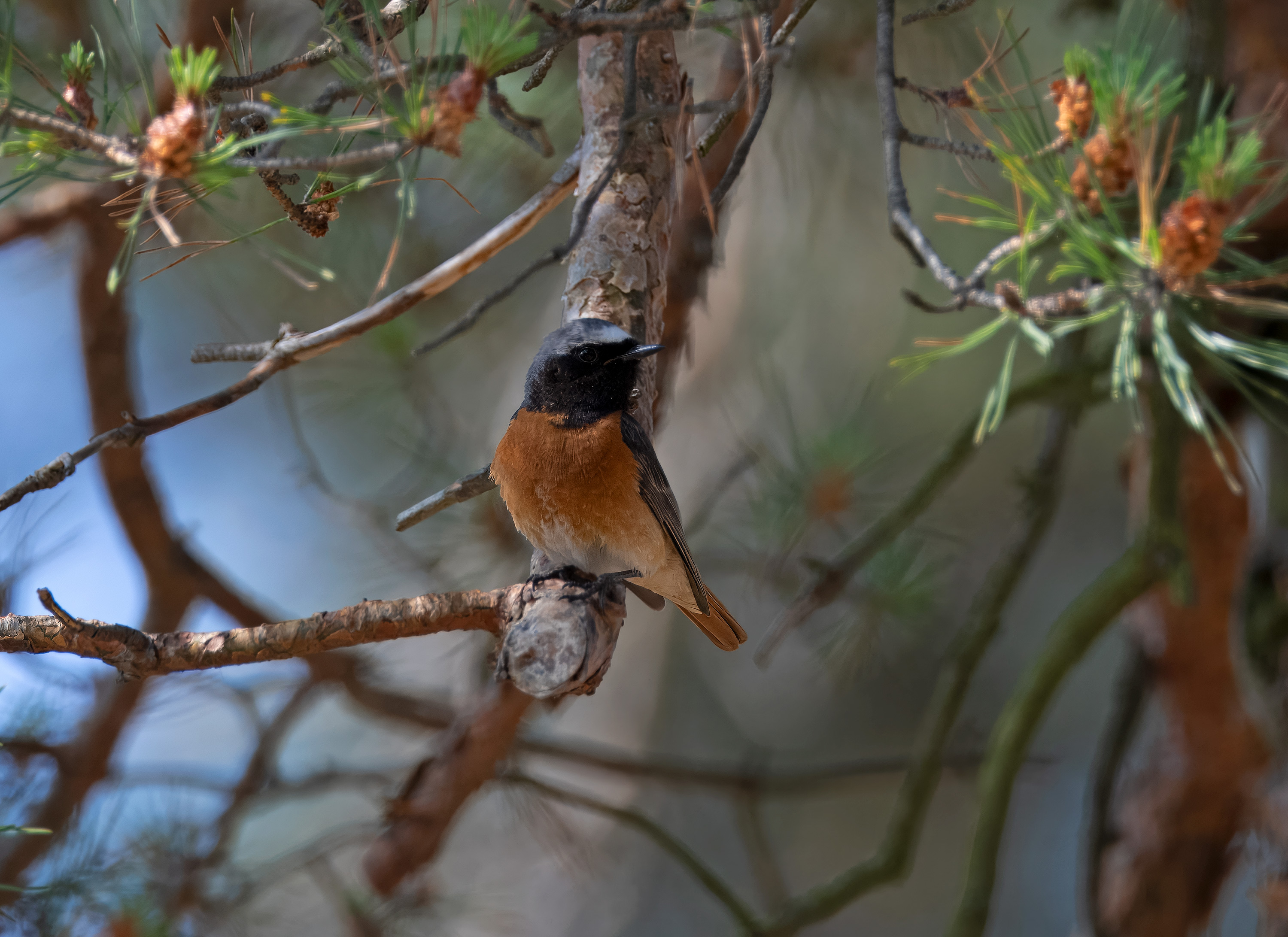 Phoenicurus phoenicurus. Falkenberg, Sweden. Photo: Lars Salomon. CC BY-NC 4.0.