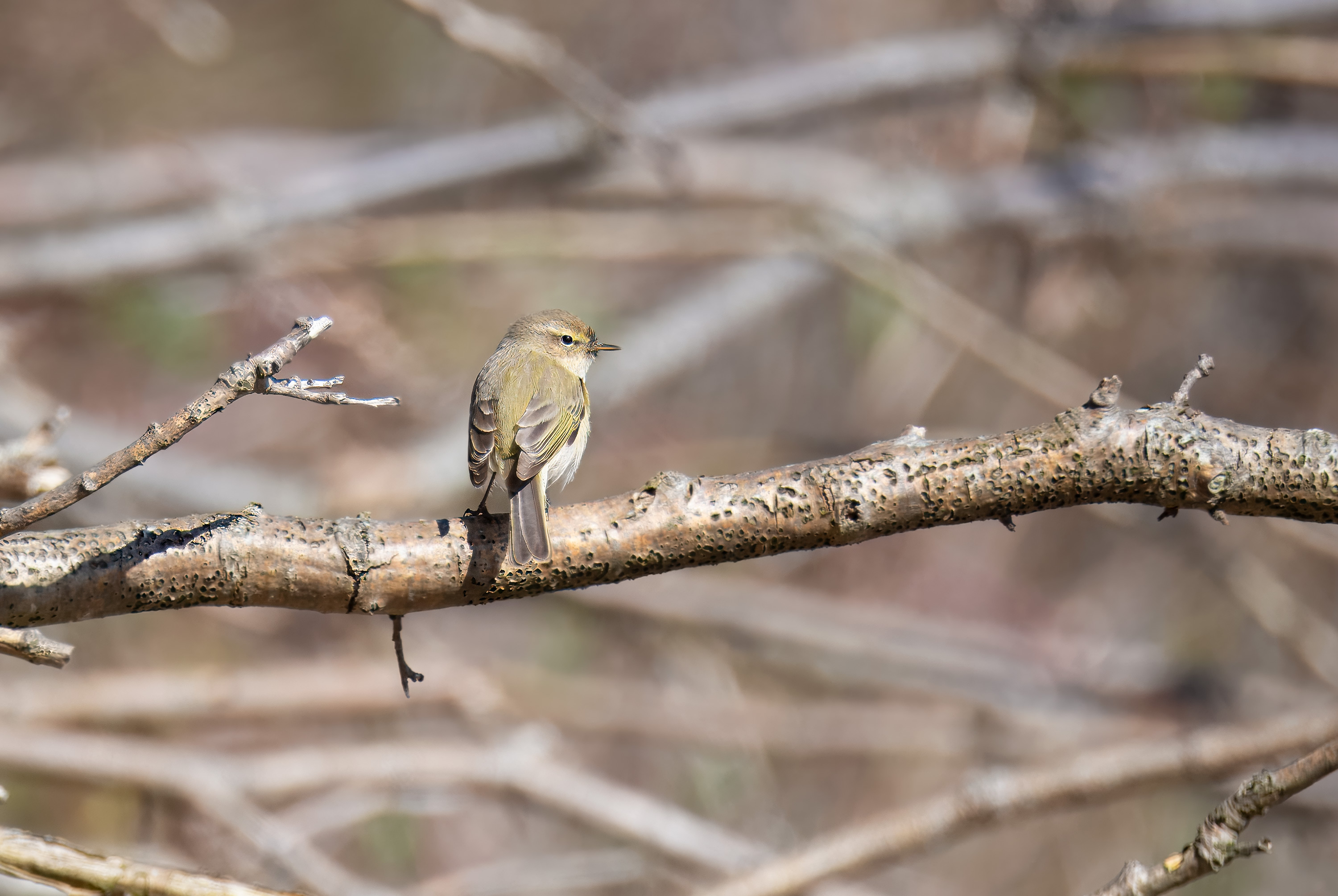 Phylloscopus collybita. Hittarp, Sweden. Photo: Lars Salomon. CC BY-NC 4.0.