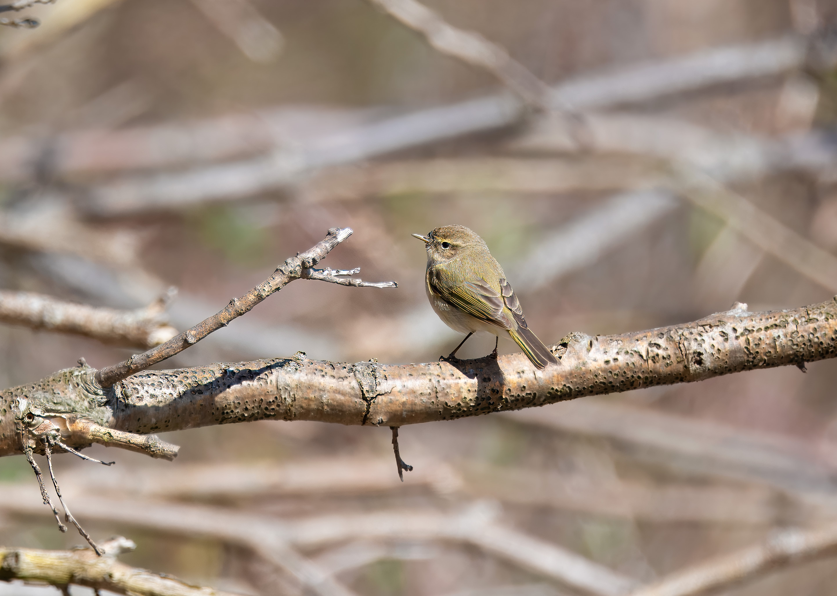 Phylloscopus collybita. Hittarp, Sweden. Photo: Lars Salomon. CC BY-NC 4.0.